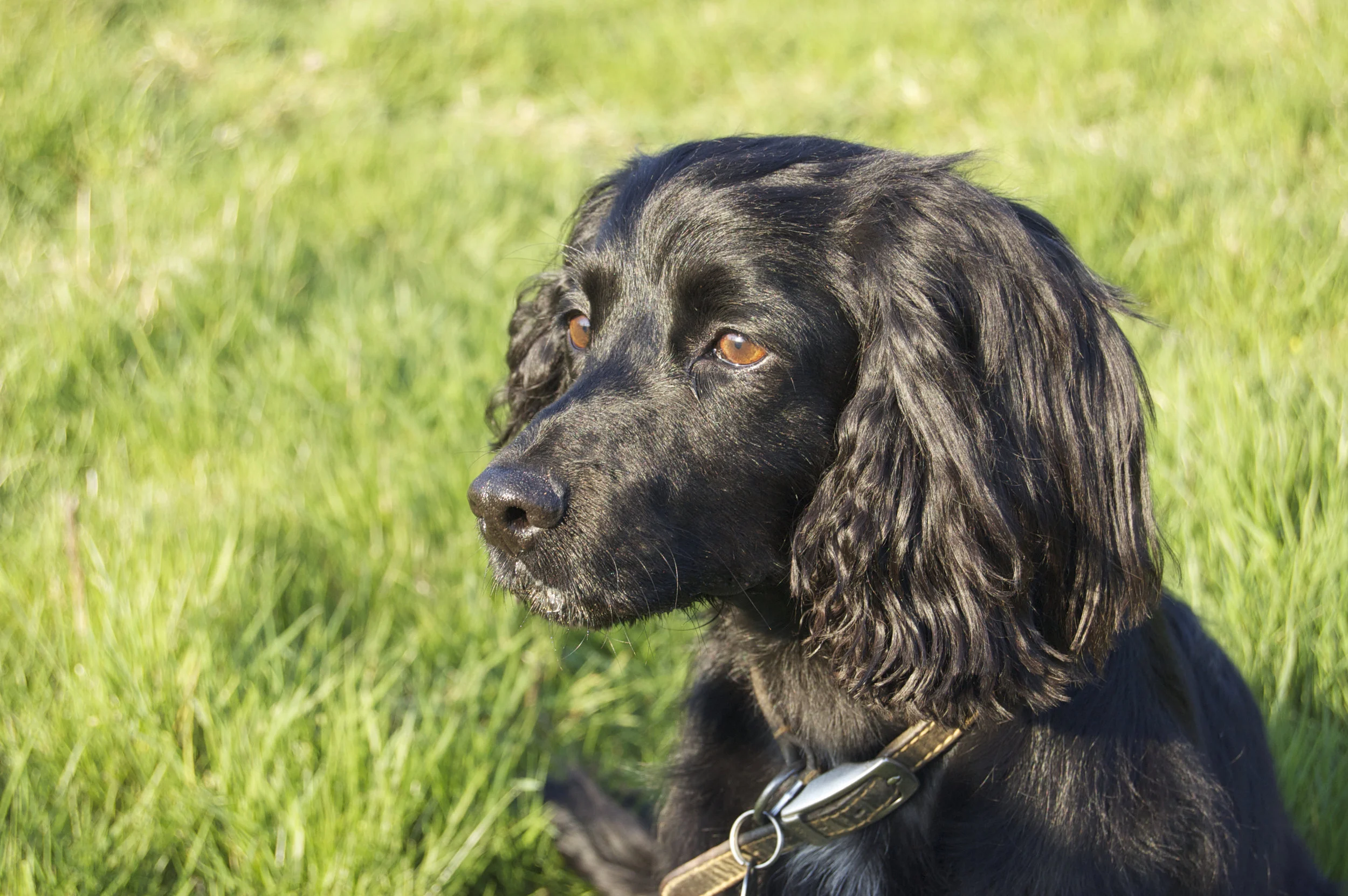 Scanning for pheasants …