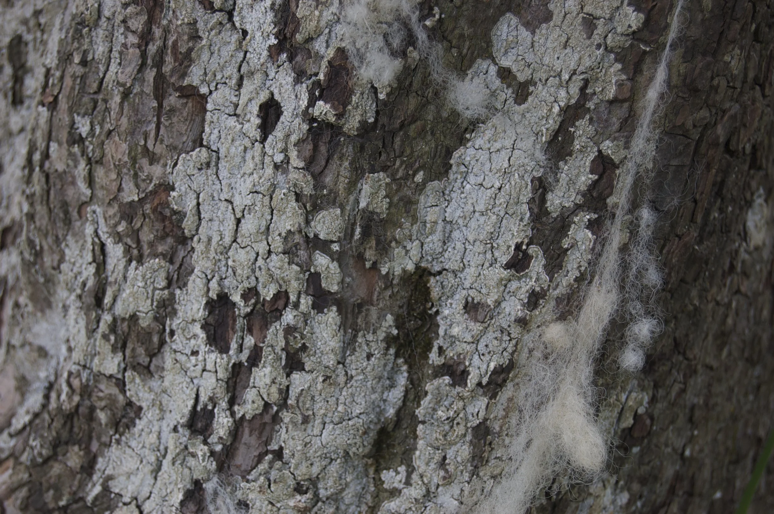 Lichen 3.jpg