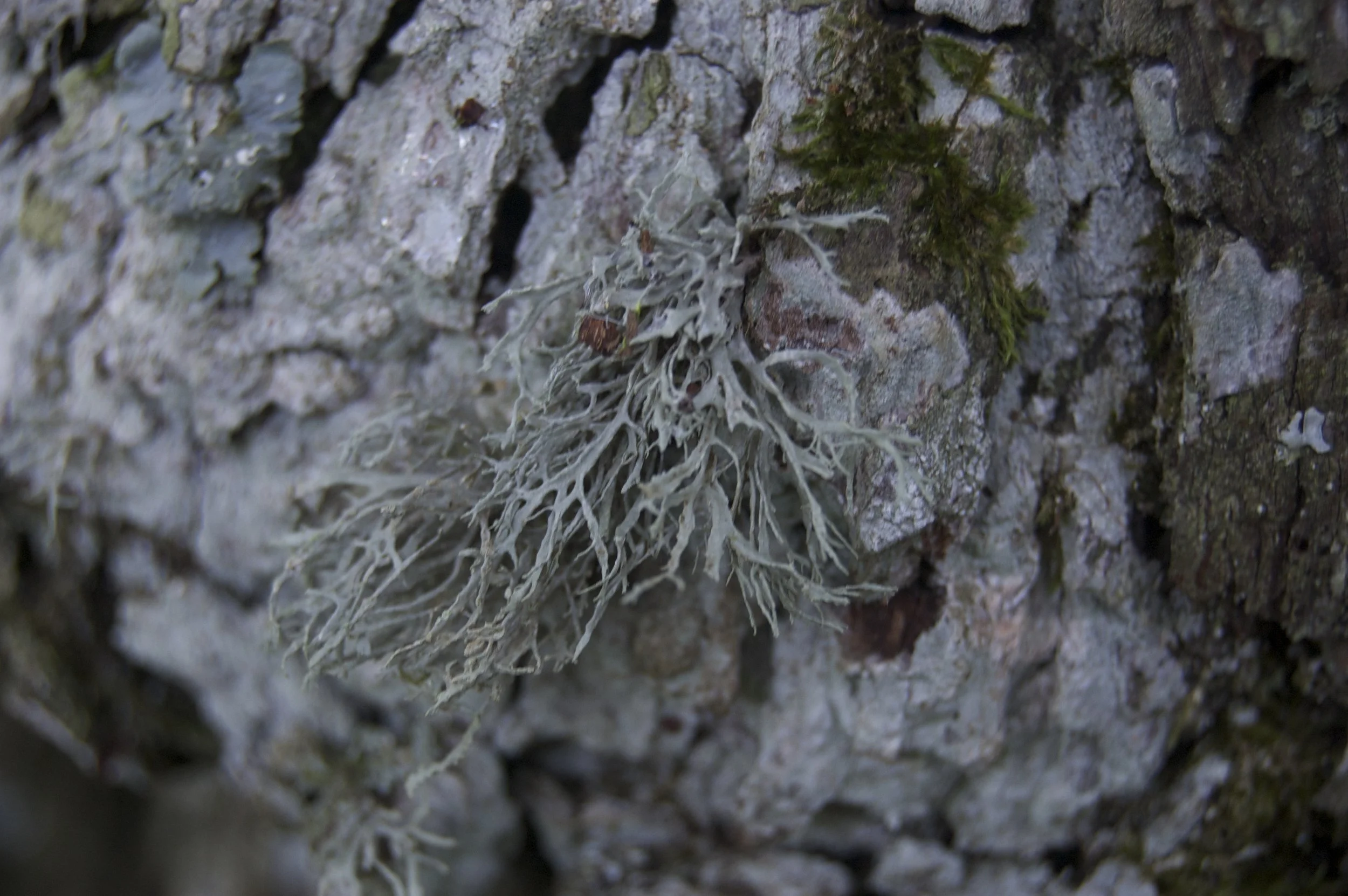 Lichen 4.jpg