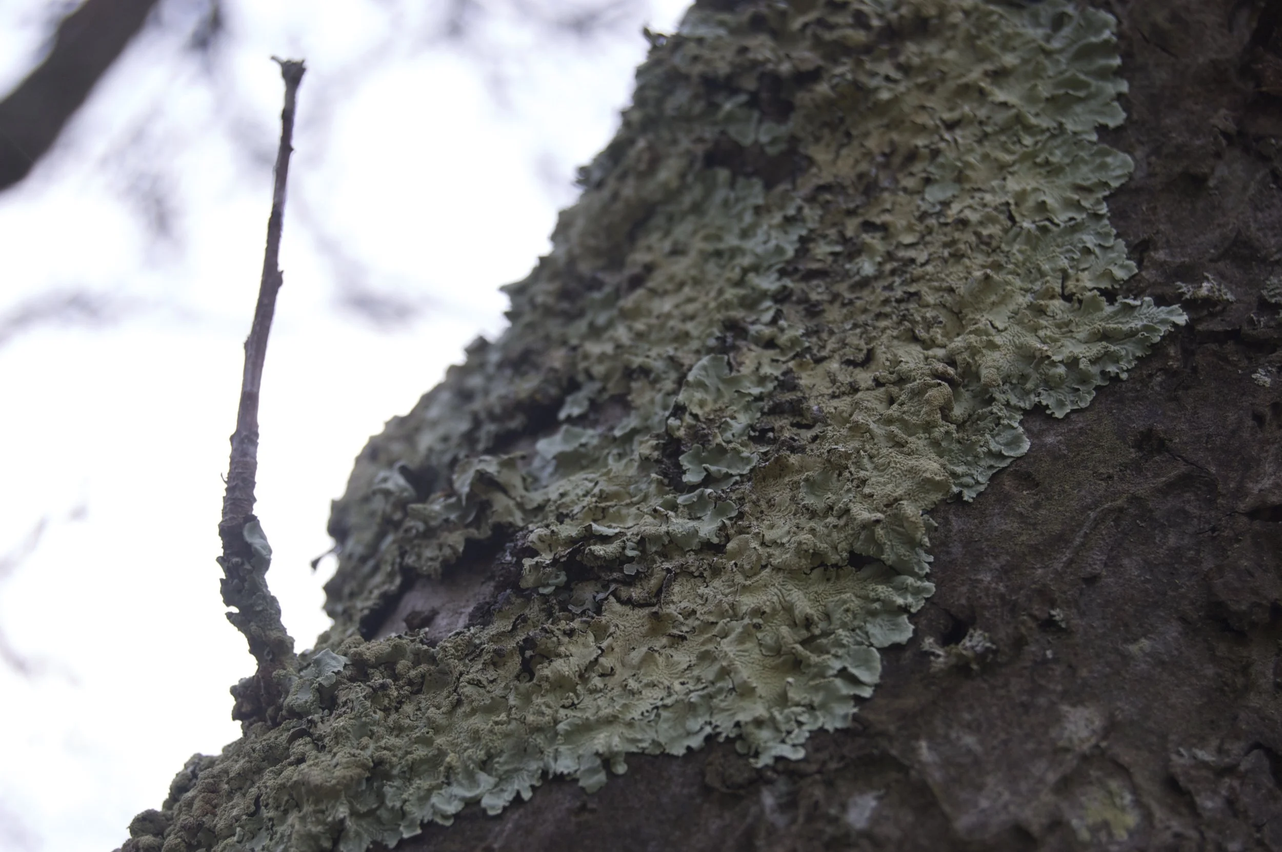 Lichen 1.jpg