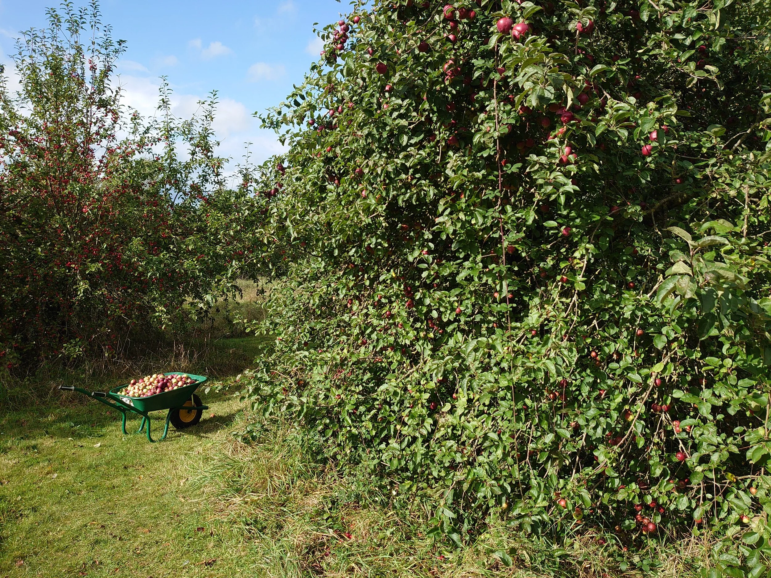 Looking like a hedge rather than an apple tree …