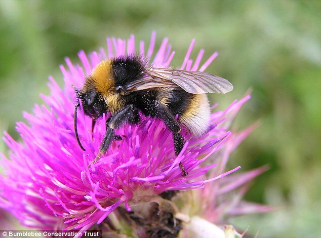 Bumblebee for website.jpg