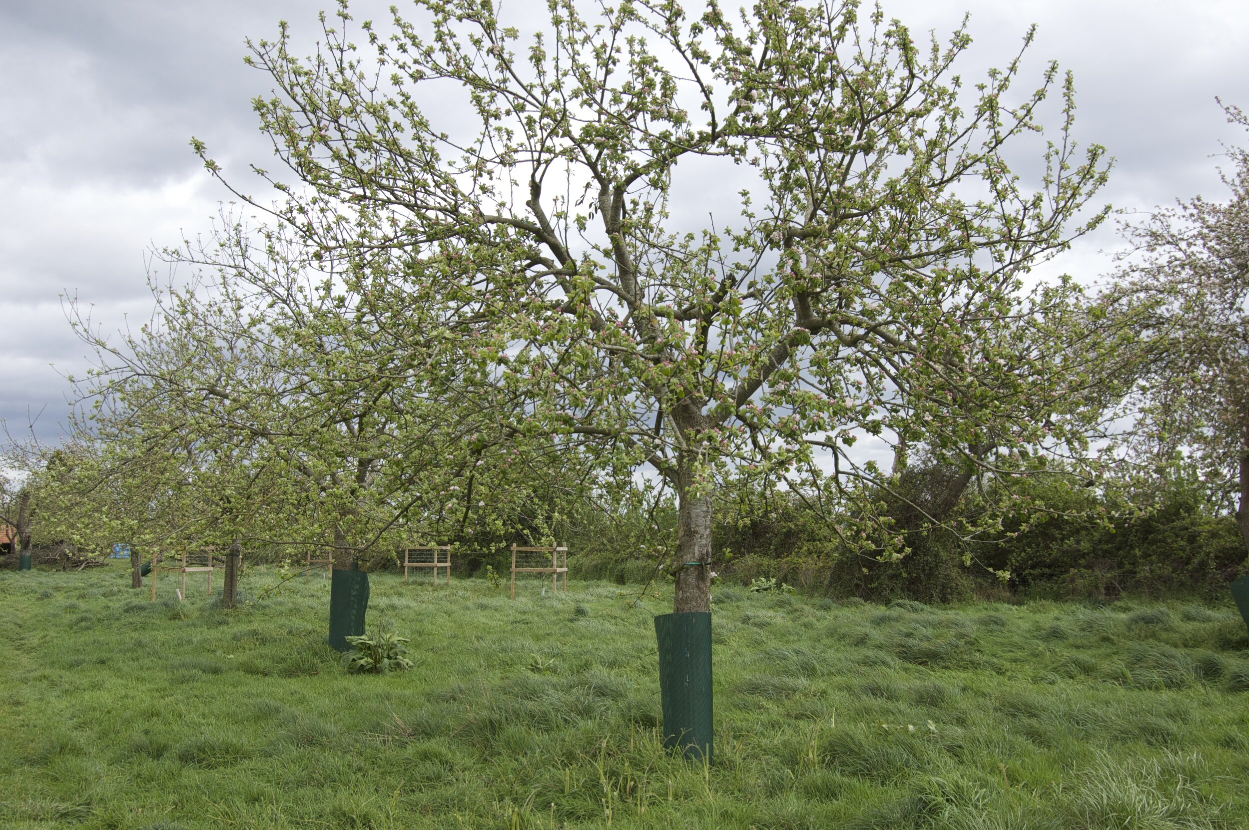 Apple Trees.jpg