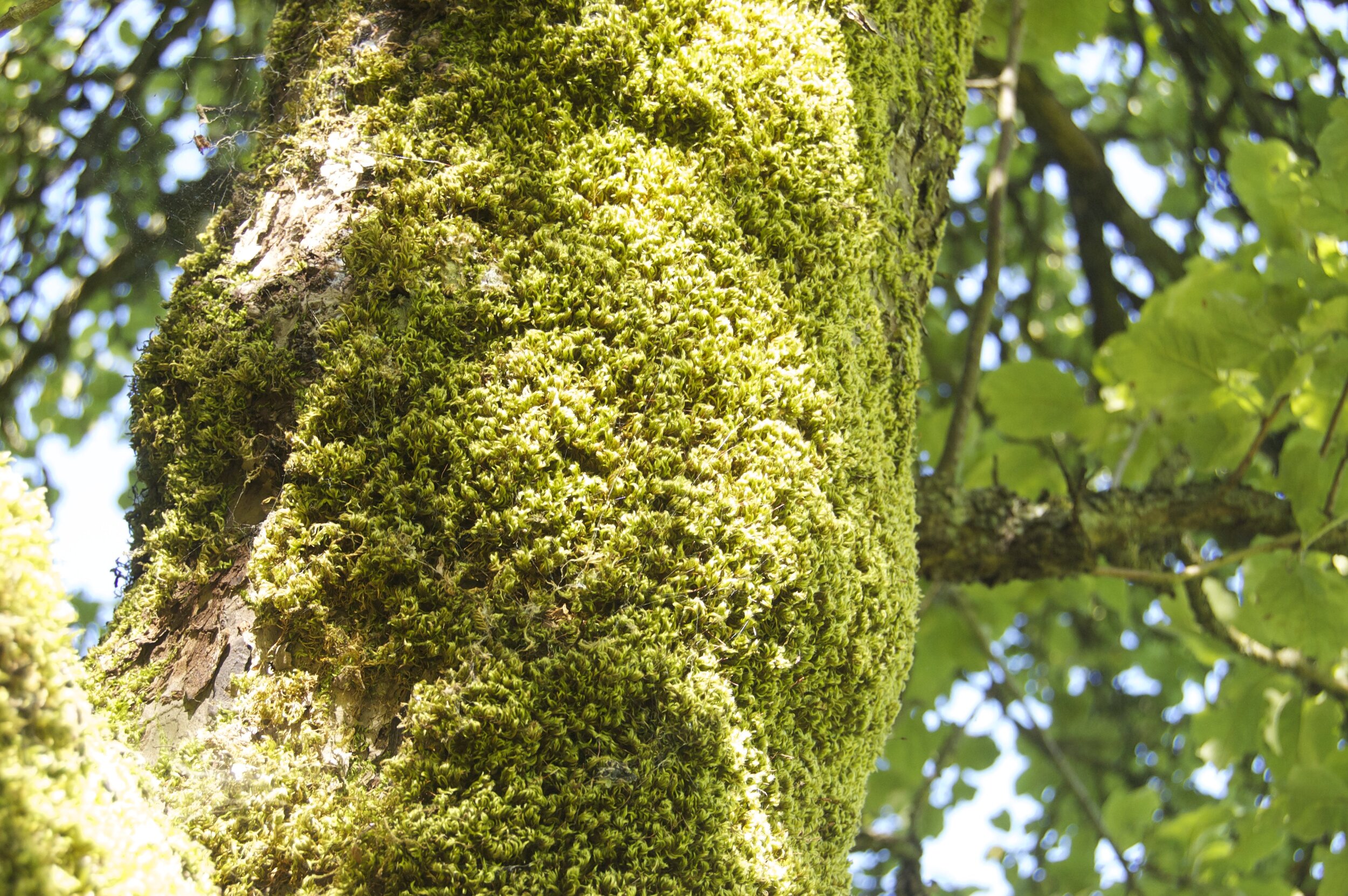 Mossy Tree.jpg
