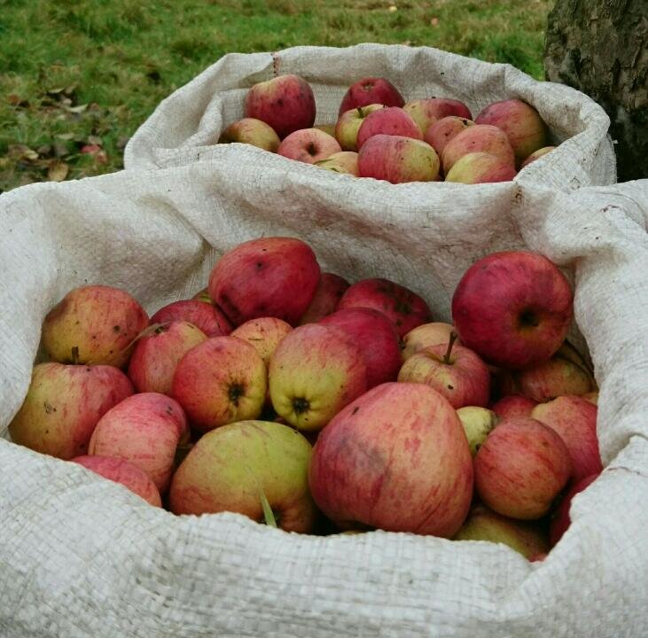 2 bags of apples.JPG