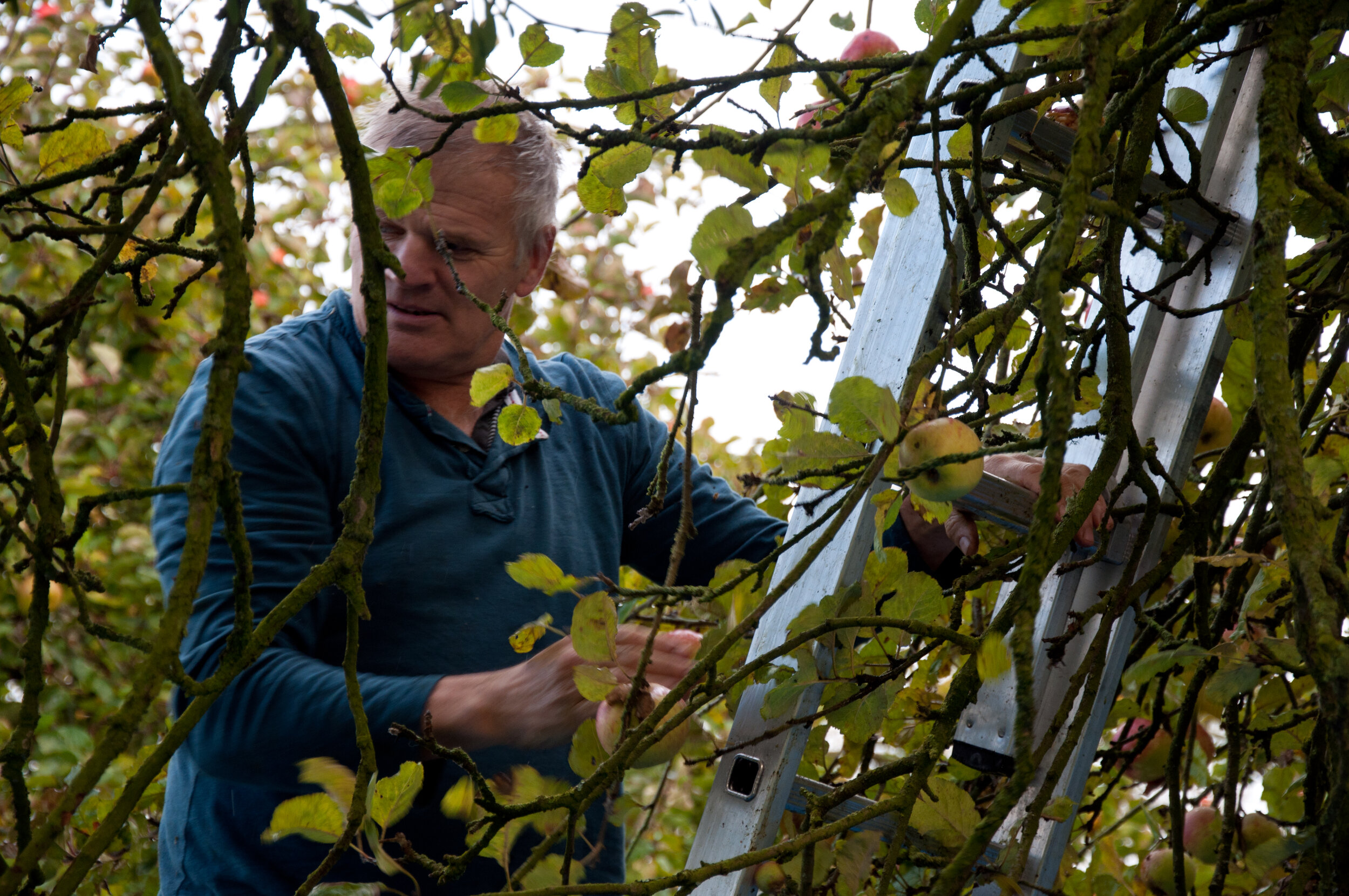 Martin Pruning.jpg