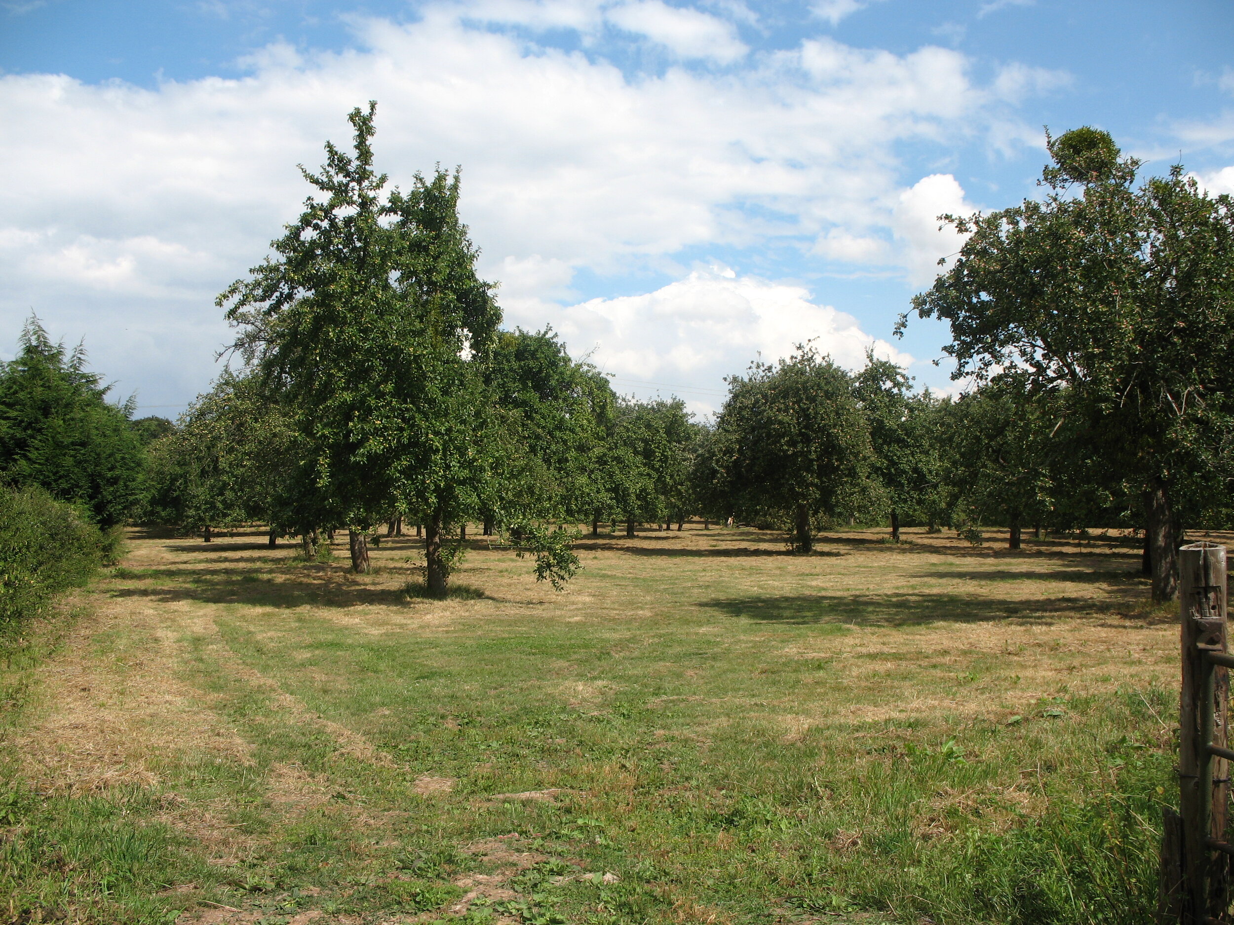 Commercial traditional orchard.jpg