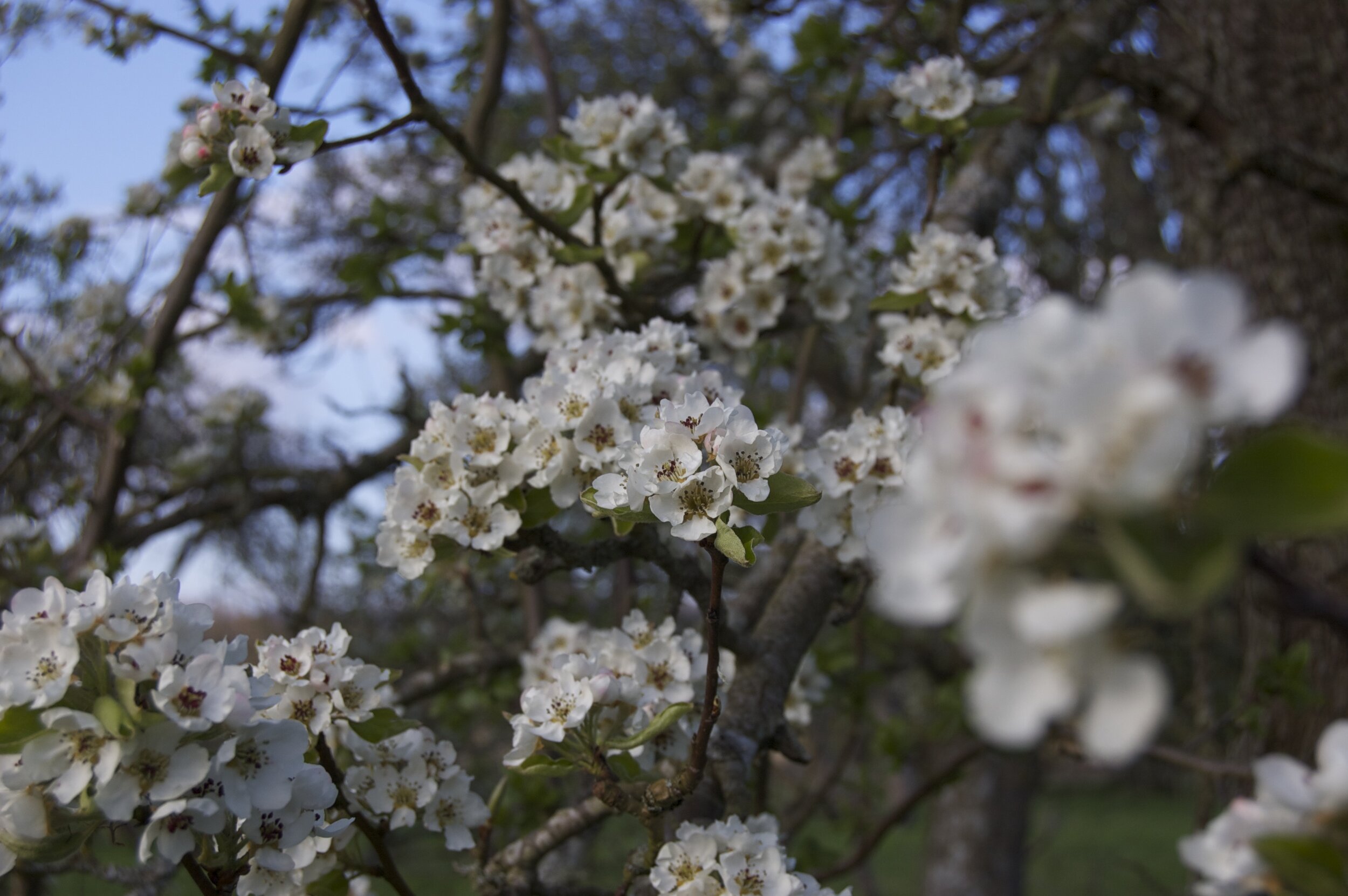 Blossom 7.jpg