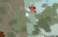 Cardinal (hides) - top left