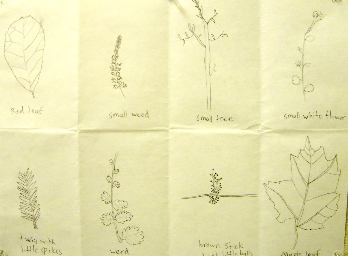 Students were often asked to draw from nature, observing the inherent patterns, lines and shapes to be found around them everyday.