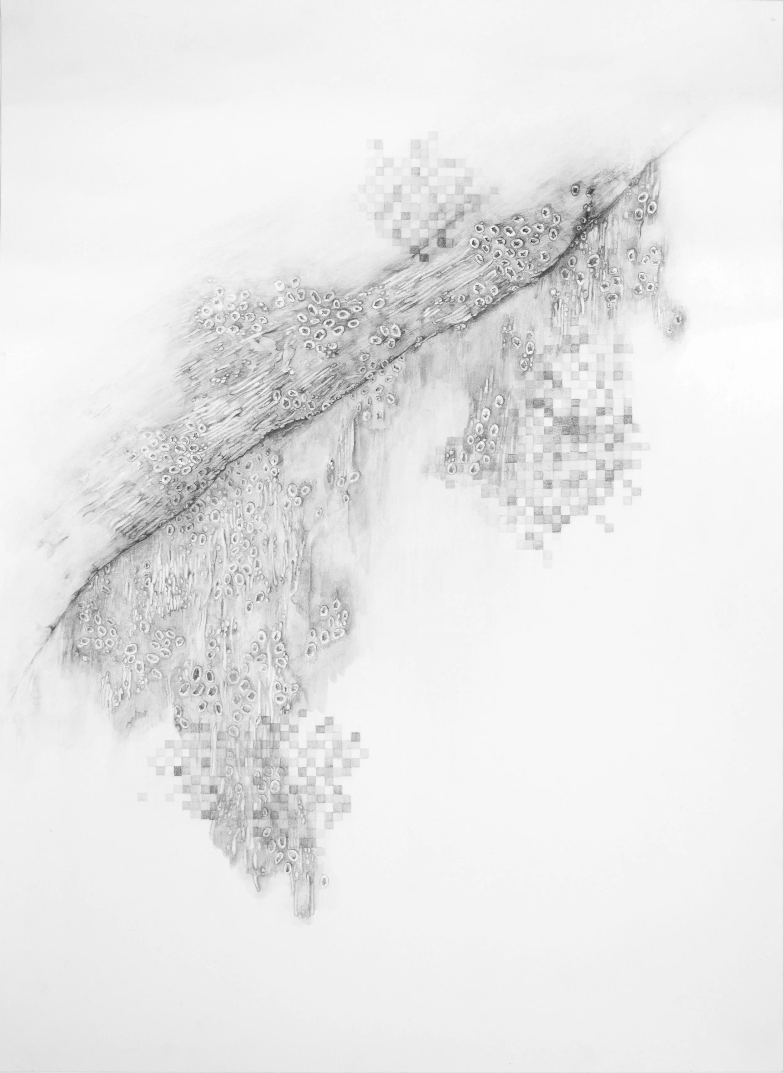 810x Leaf water-soluble graphite pencil on paper, 22" x 30" 2014