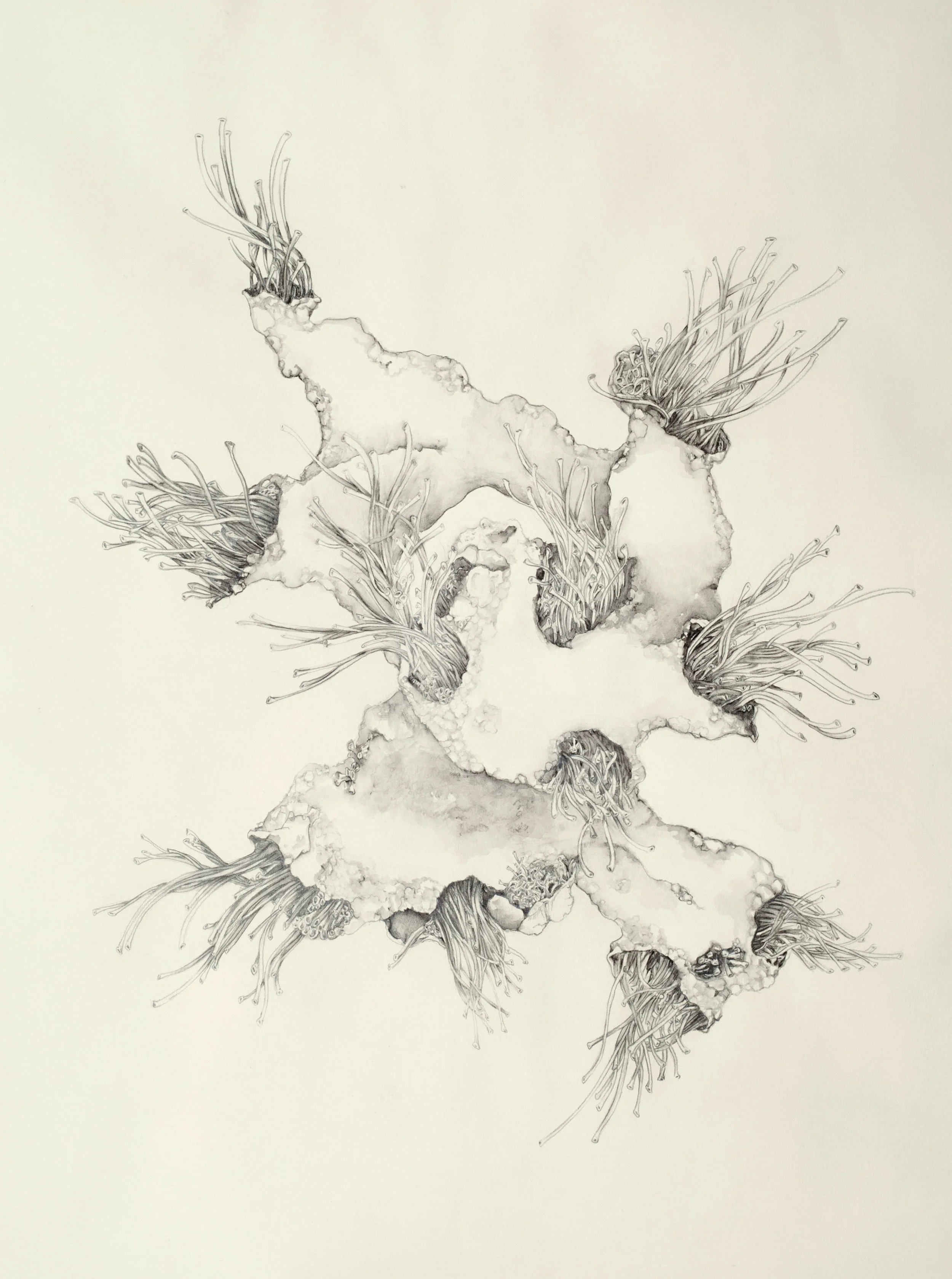 430x Moss water-solu ble graphite pencil on paper, 22" x 30" 2014