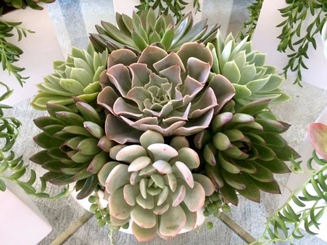 Round Succulents.jpg