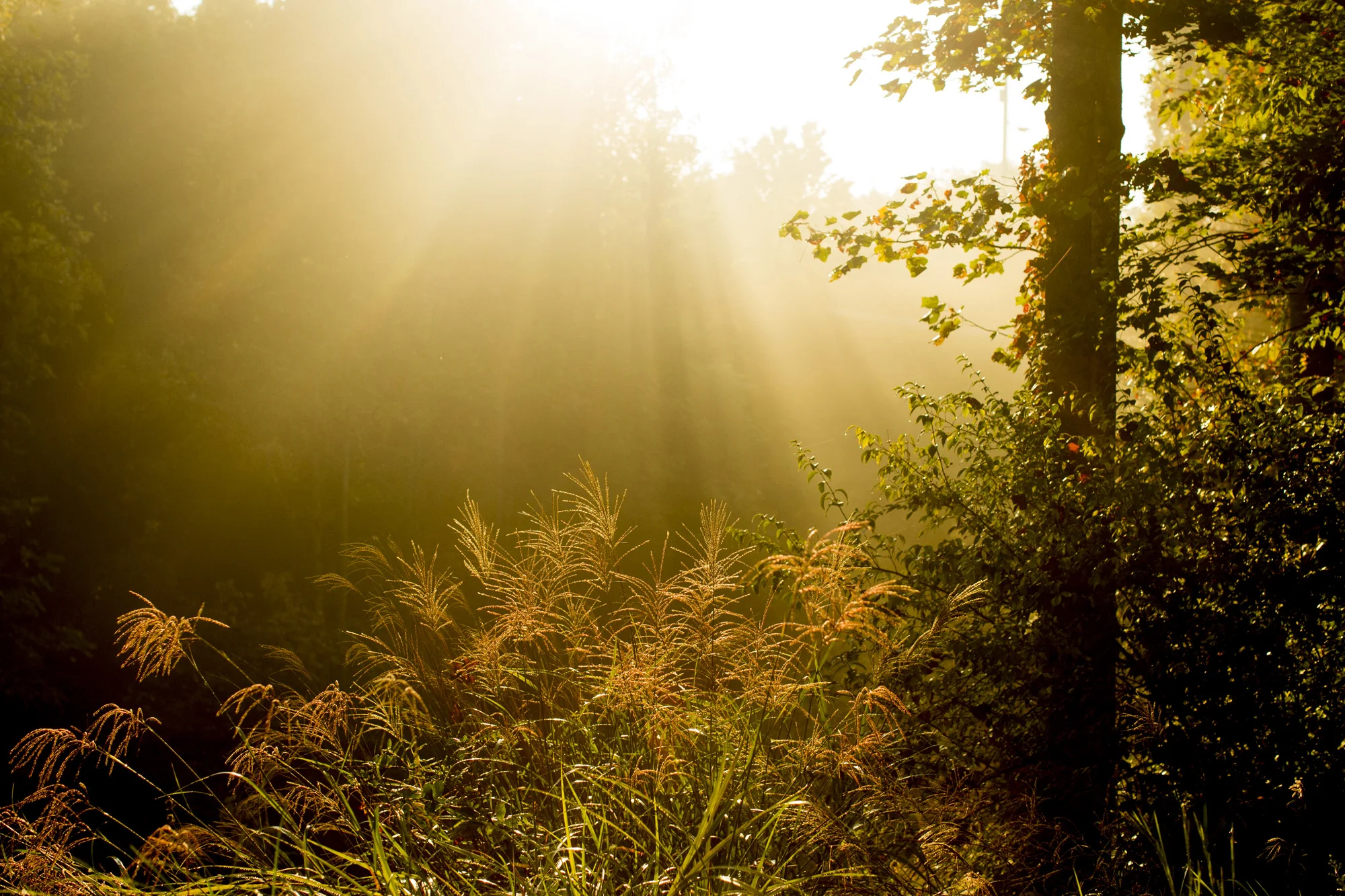 Seriously_Sabrina_Photography_Red_River_Gorge_Kentucky_Wedding_ShawnDana5.jpg