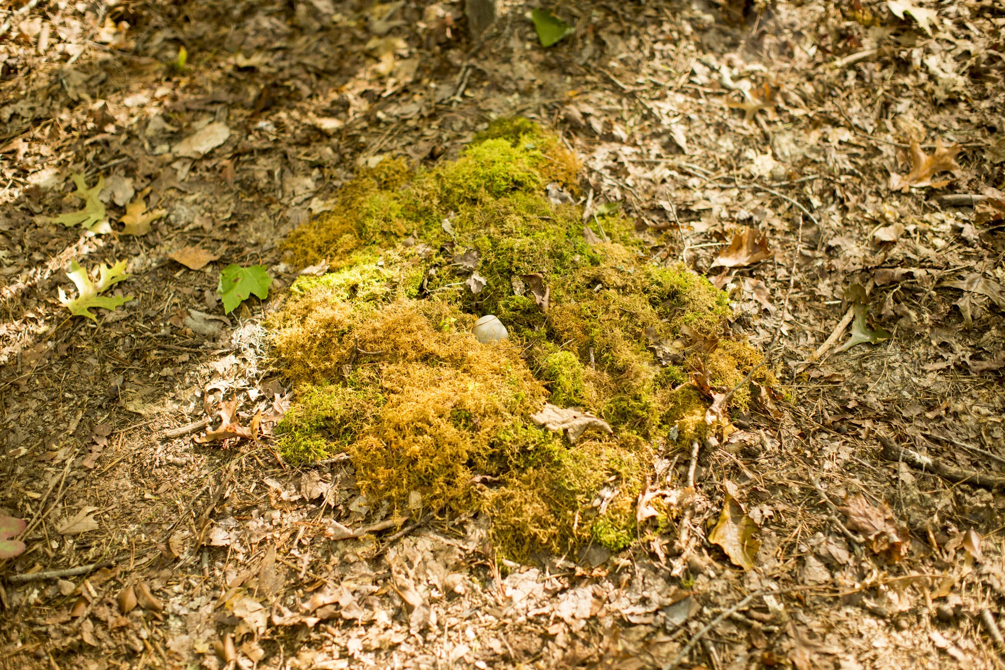 Seriously_Sabrina_Photography_Red_River_Gorge_Kentucky_Wedding_ShawnDana101.jpg
