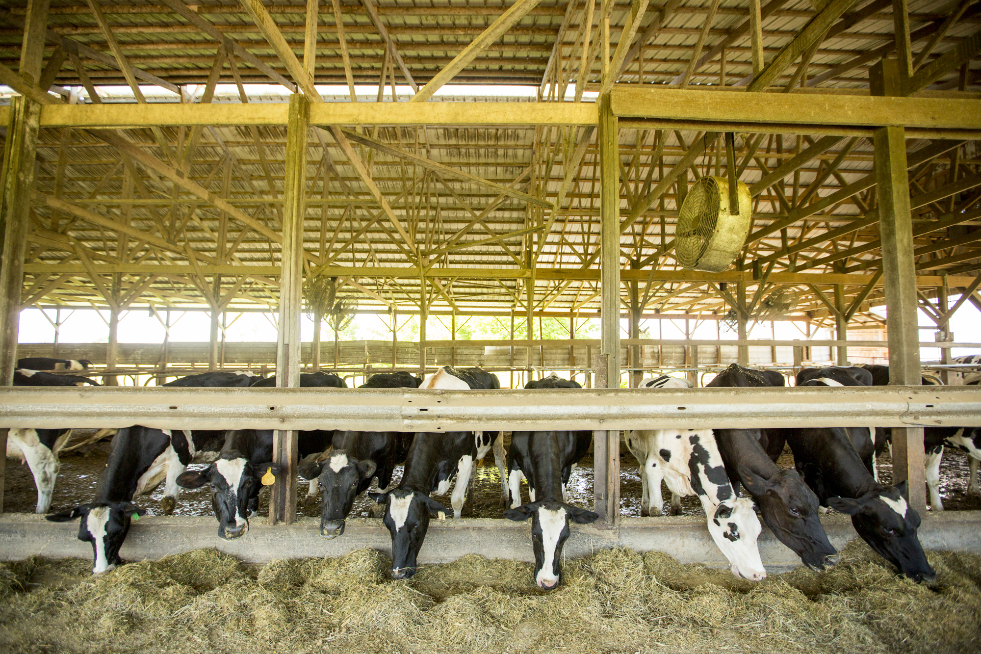 Seriously_Sabrina_Photography_Jericho_Acres_Kentucky_Dairy_May_23_2018_12.jpg