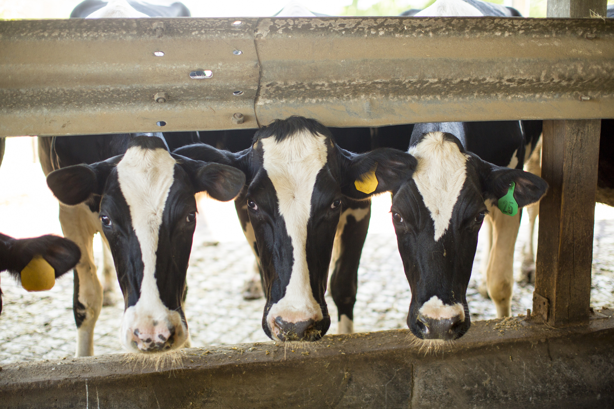 Seriously_Sabrina_Photography_Jericho_Acres_Kentucky_Dairy_May_23_2018_17.jpg