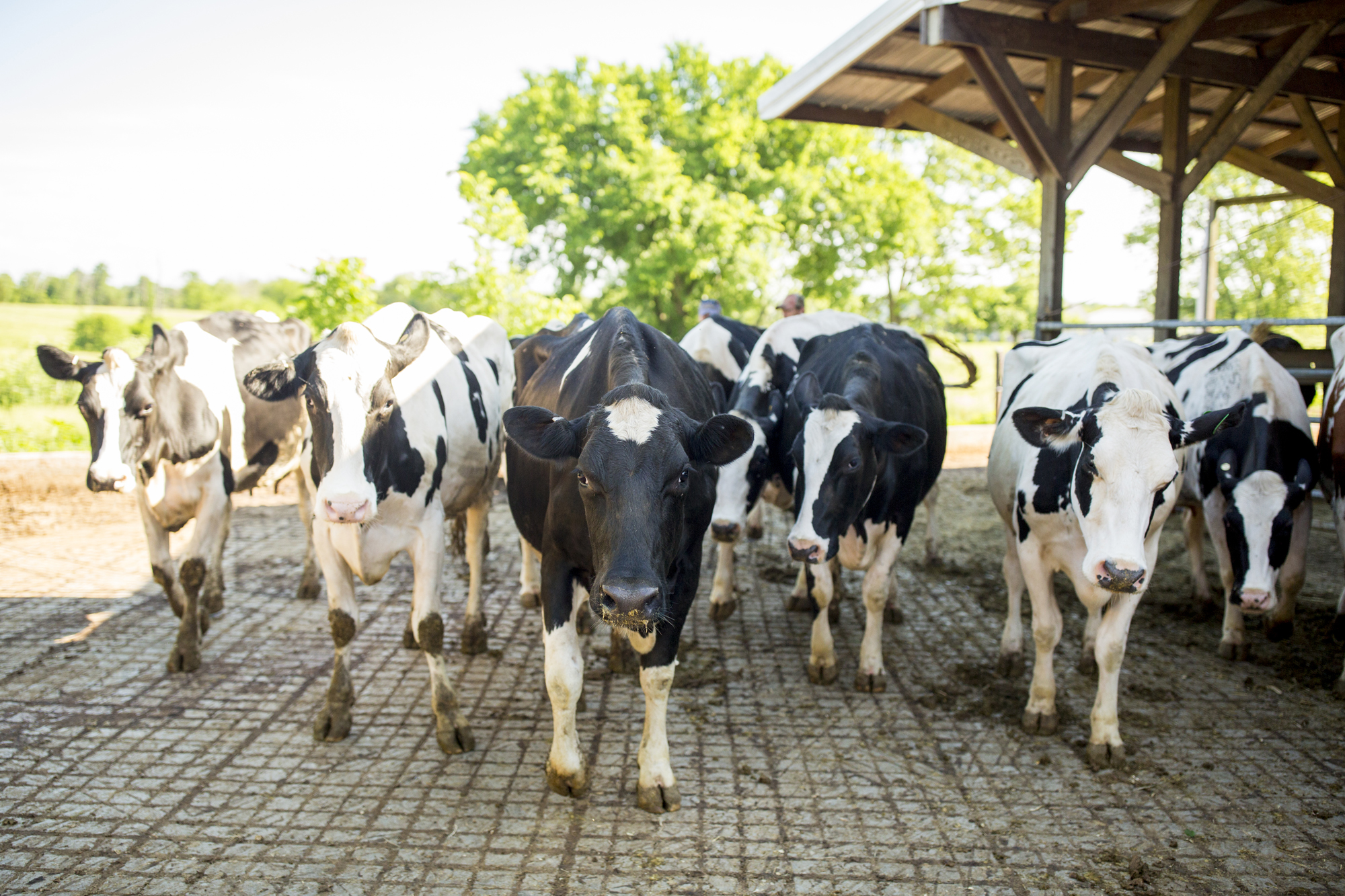 Seriously_Sabrina_Photography_Jericho_Acres_Kentucky_Dairy_May_23_2018_24.jpg