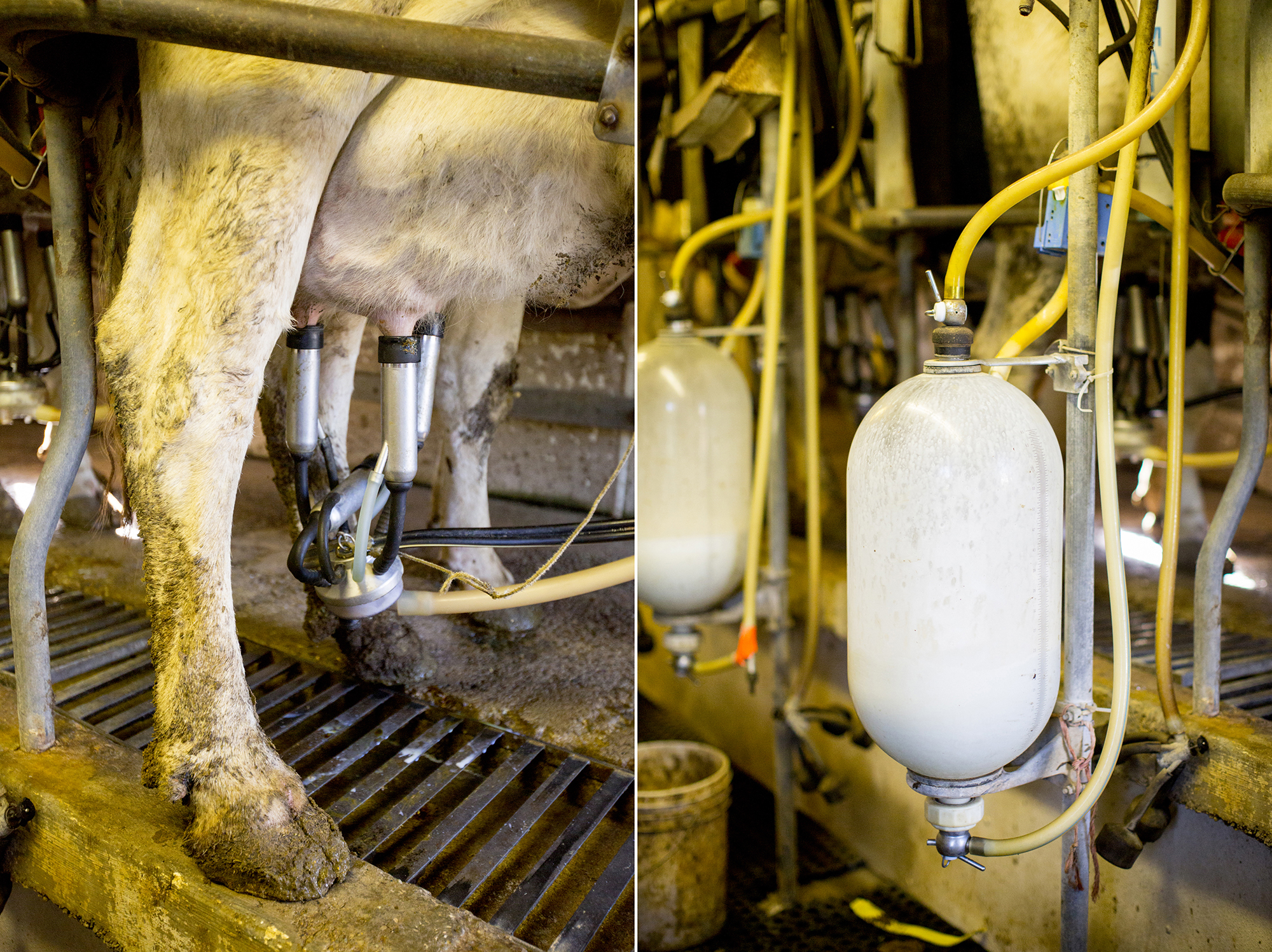 Seriously_Sabrina_Photography_Jericho_Acres_Kentucky_Dairy_May_23_2018_39.jpg