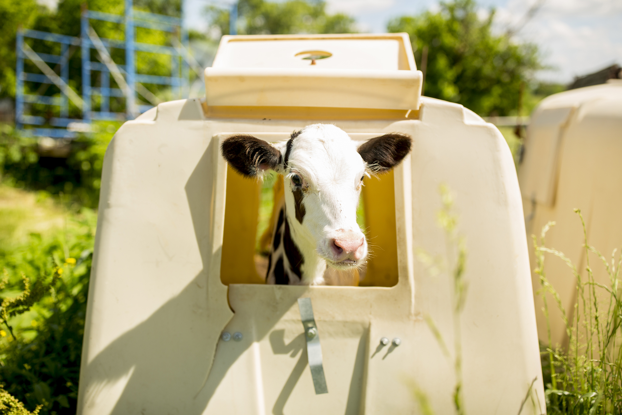 Seriously_Sabrina_Photography_Jericho_Acres_Kentucky_Dairy_May_23_2018_46.jpg