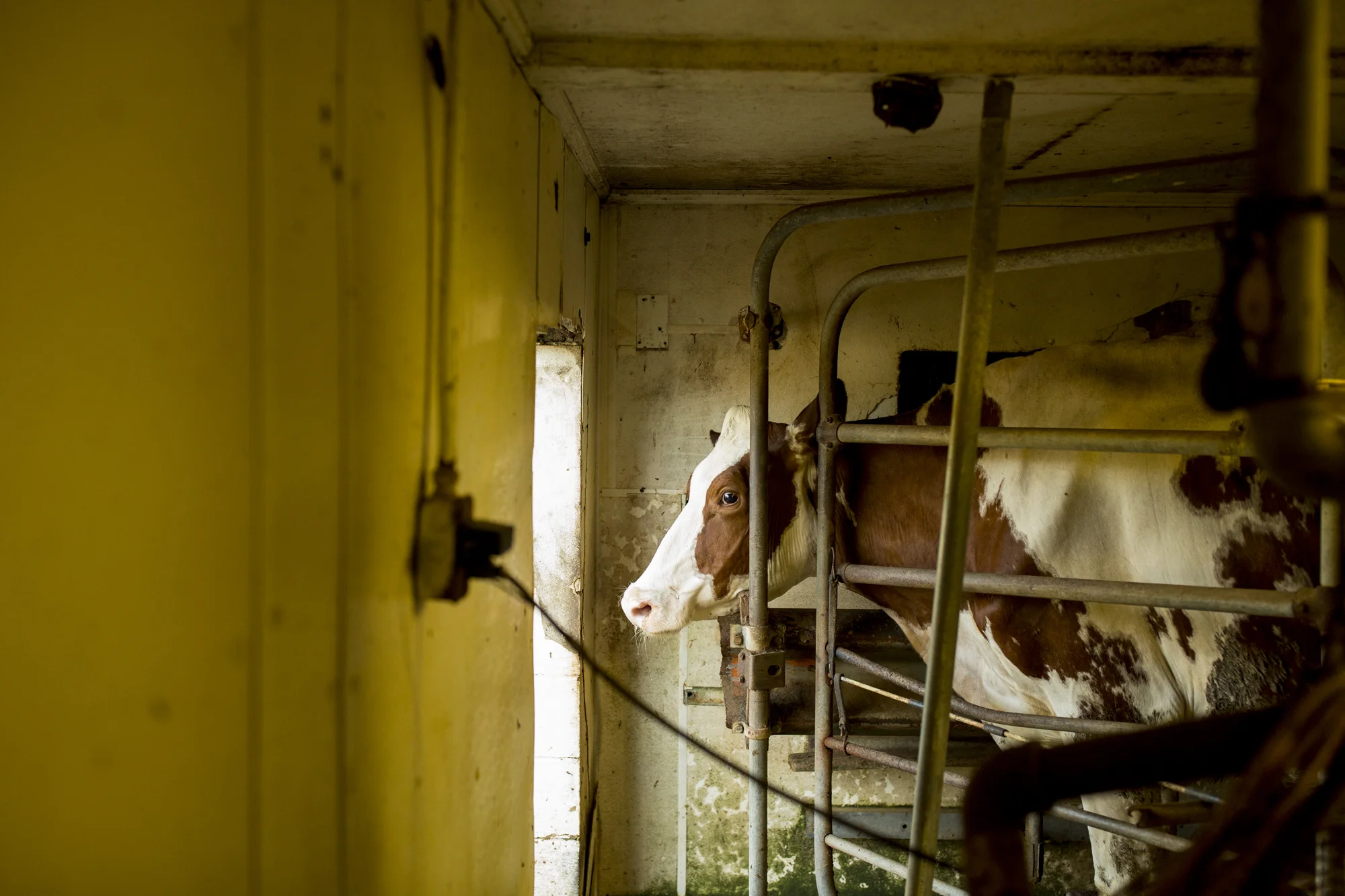 Seriously_Sabrina_Photography_Jericho_Acres_Kentucky_Dairy_May_23_2018_60.jpg