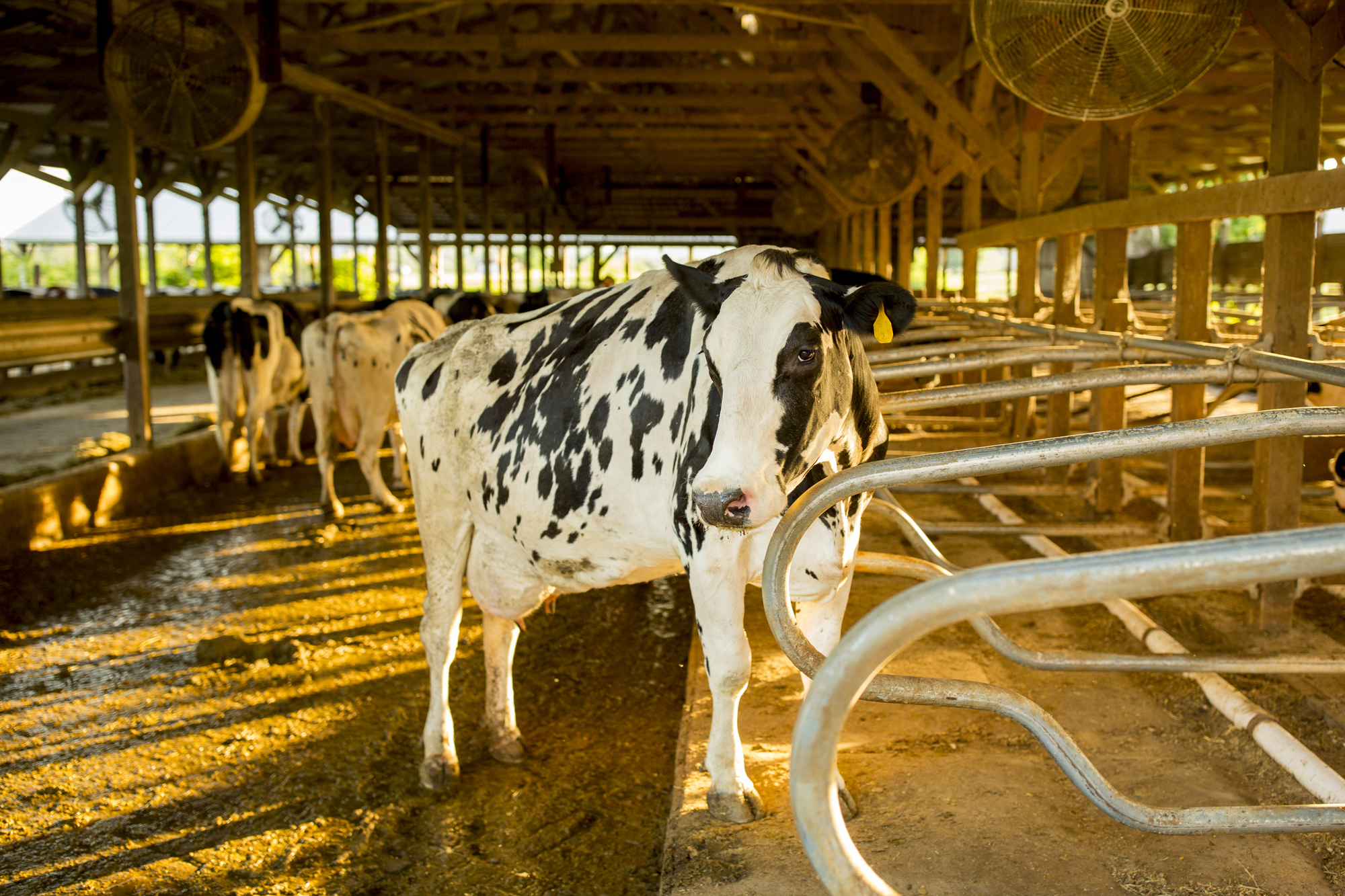 Seriously_Sabrina_Photography_Jericho_Acres_Kentucky_Dairy_May_23_2018_66.jpg