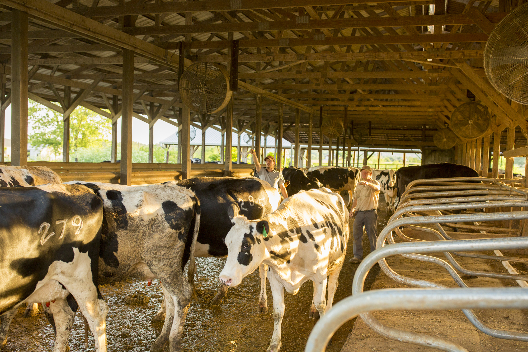 Seriously_Sabrina_Photography_Jericho_Acres_Kentucky_Dairy_May_23_2018_68.jpg
