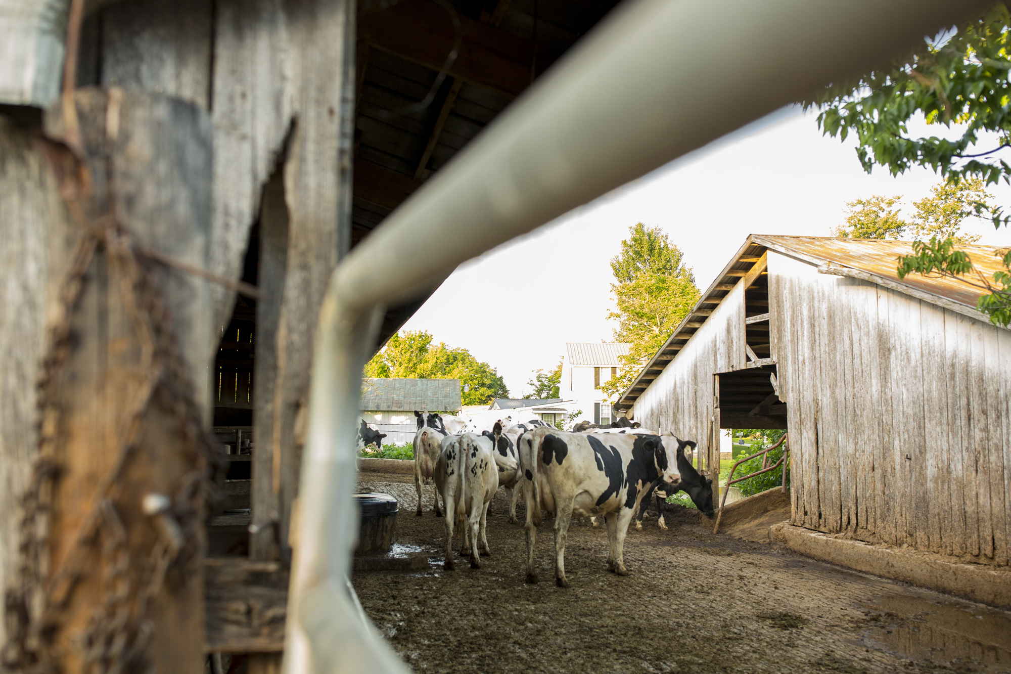 Seriously_Sabrina_Photography_Jericho_Acres_Kentucky_Dairy_May_23_2018_69.jpg