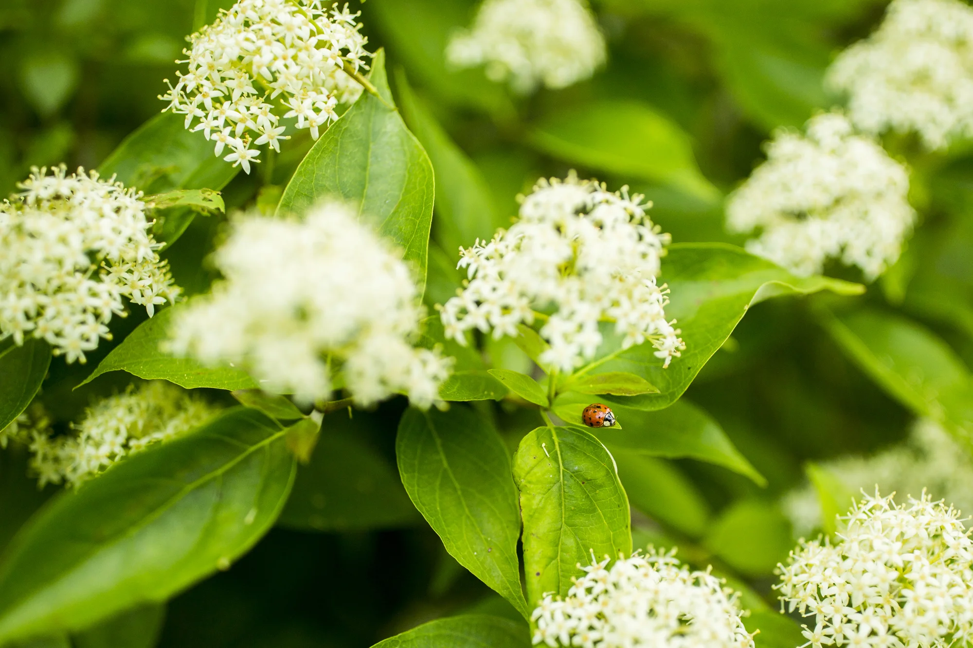 Seriously_Sabrina_Photography_Milwaukee_Wisconsin_Wedding_Schlitz_Audubon_Nature_Center_BrunderRife10.jpg