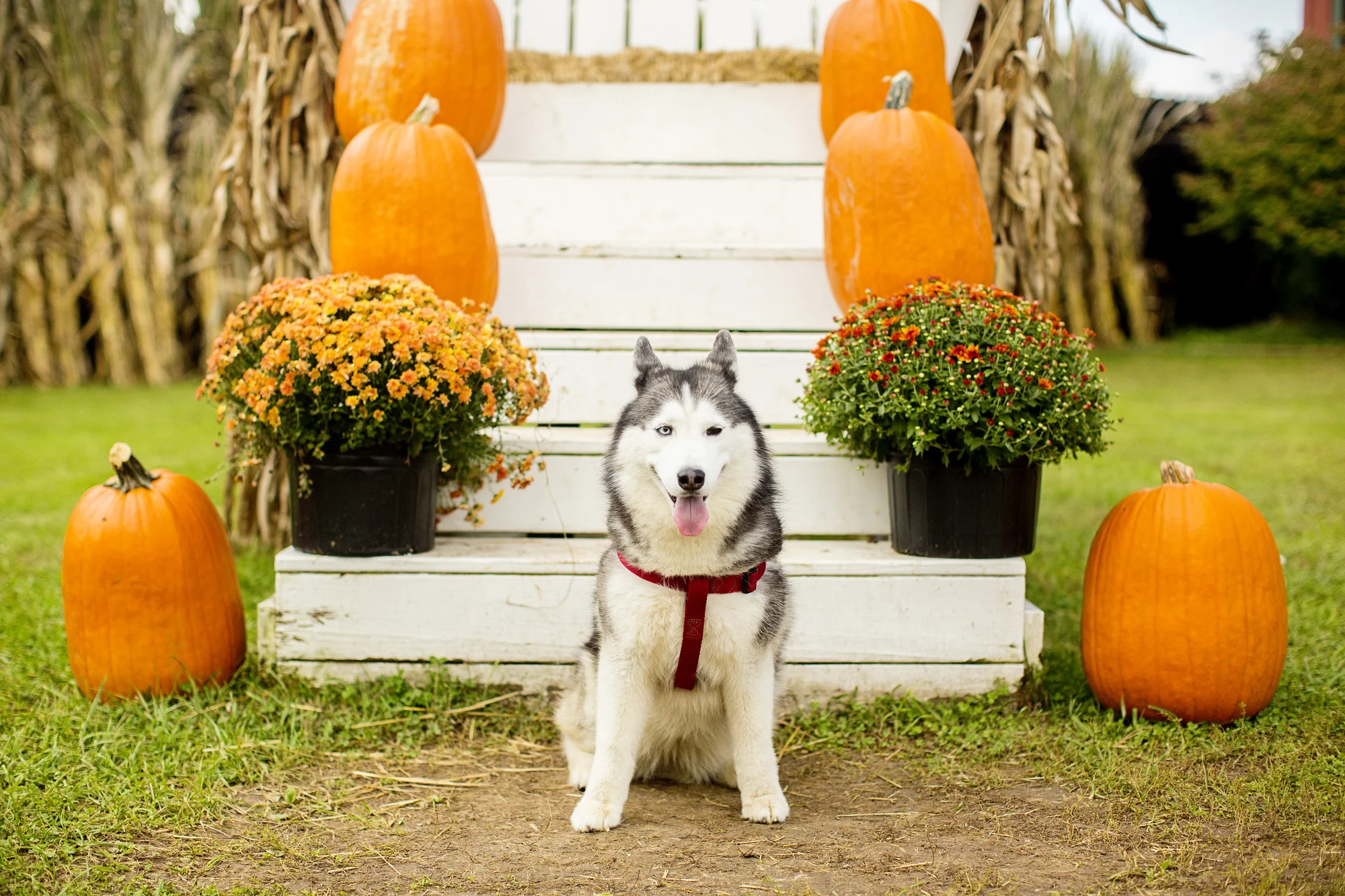 Seriously_Sabrina_Photography_Lexington_Kentucky_Eckerts_Boyd_Orchard_Family_Photos_Ao1.jpg