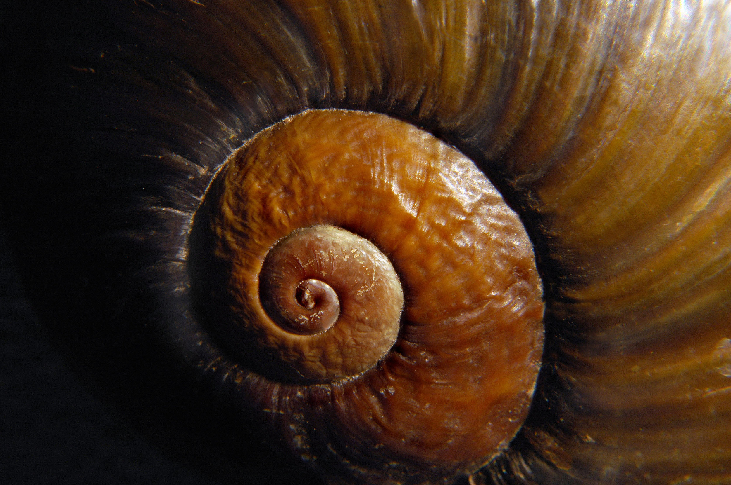 snail_web.jpg