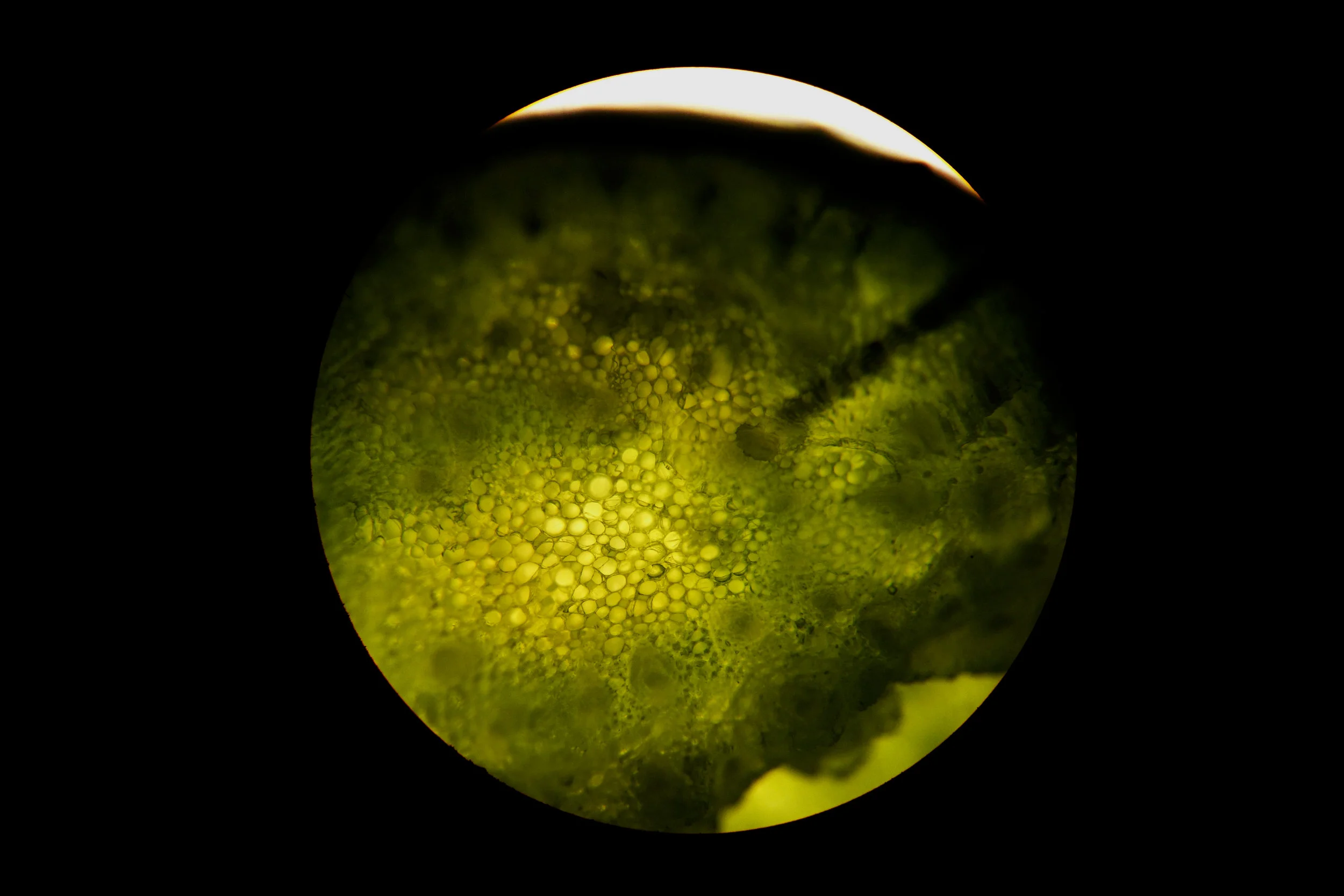 Flower Stem