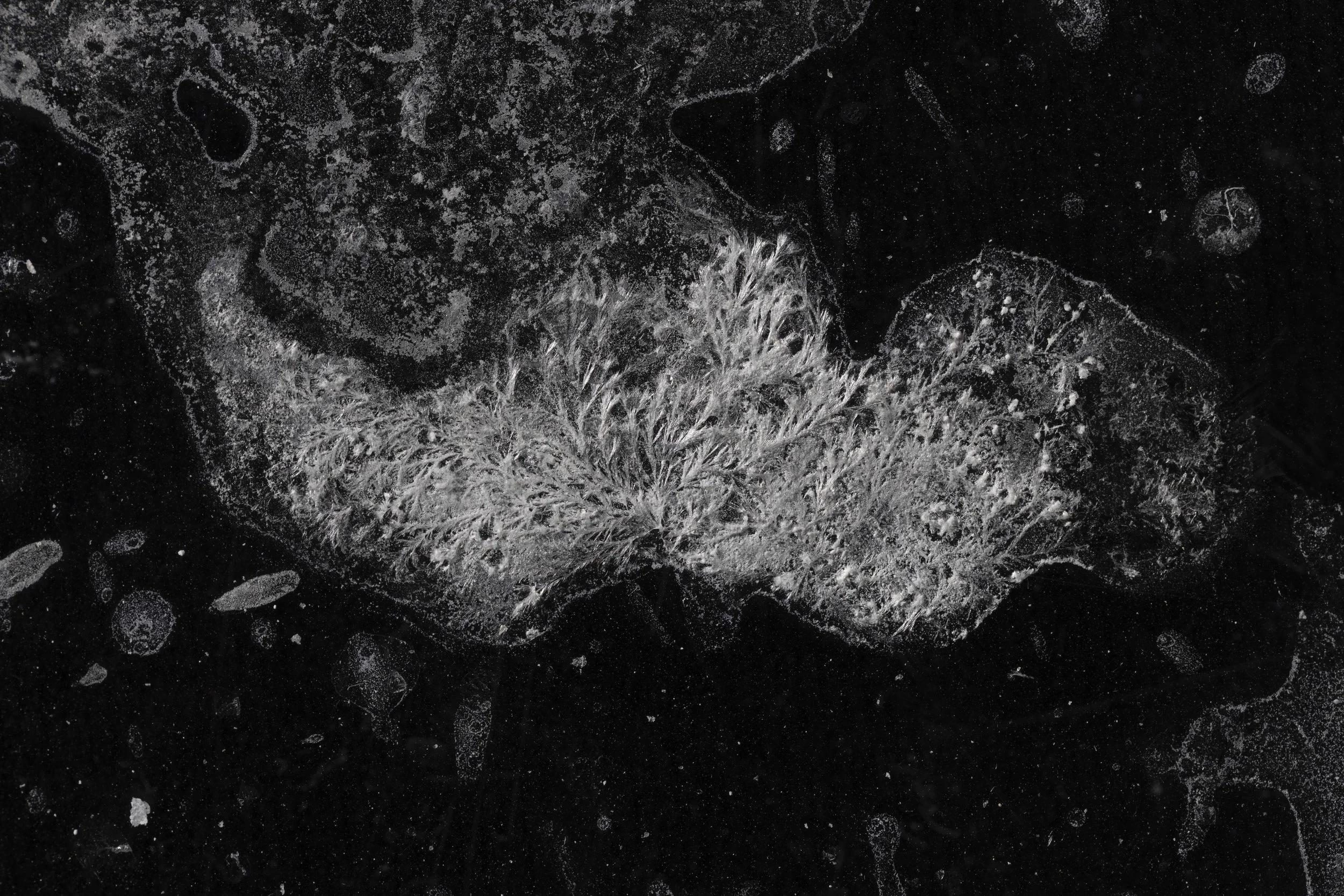 Branching coral growth copy.jpg
