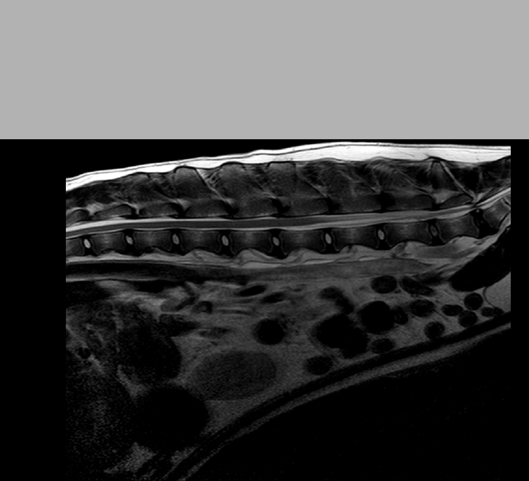 spine3.jpg