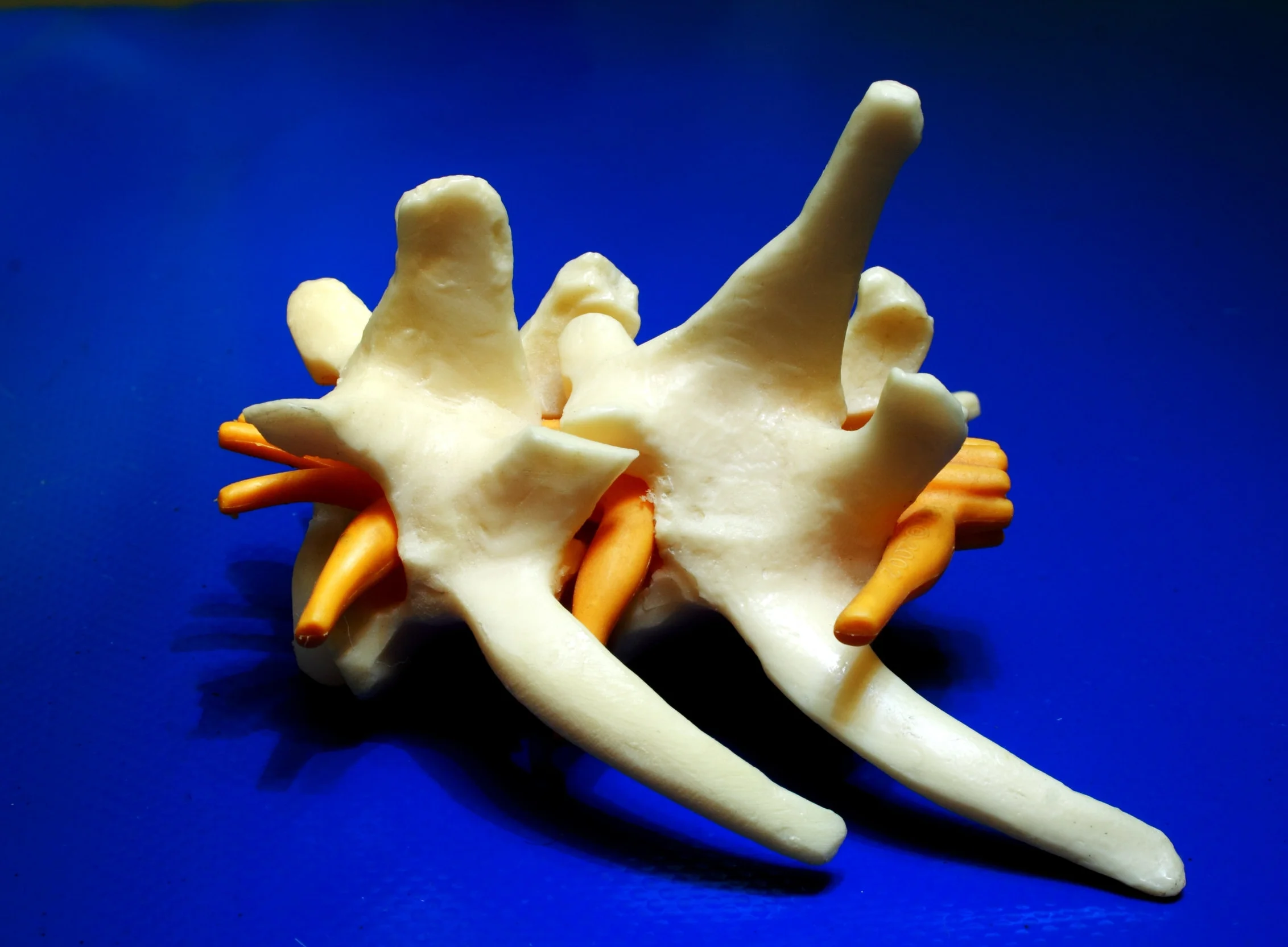 canstockphoto6015751.jpg