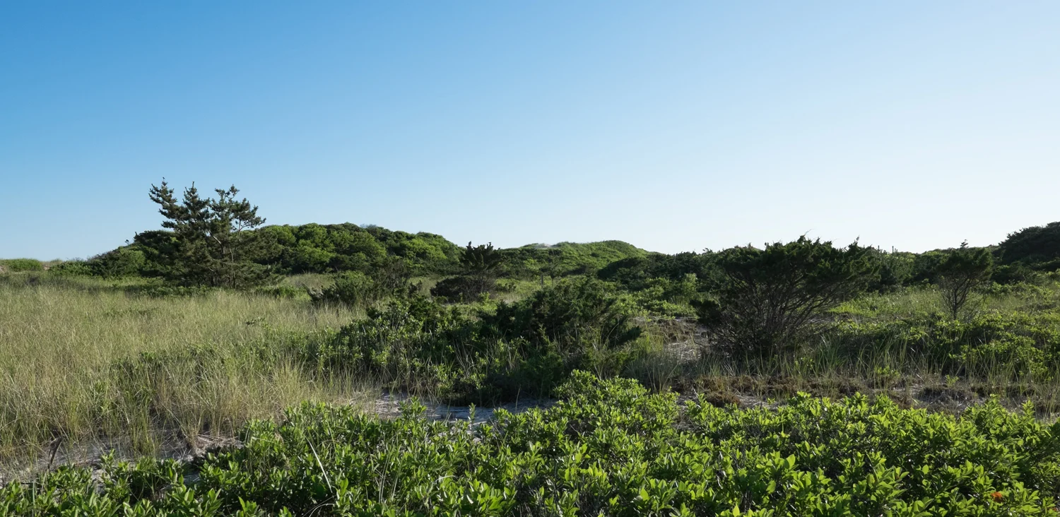 landscape_edited-1.jpg