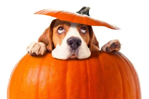 dog-in-pumpkin-halloween_large.jpg