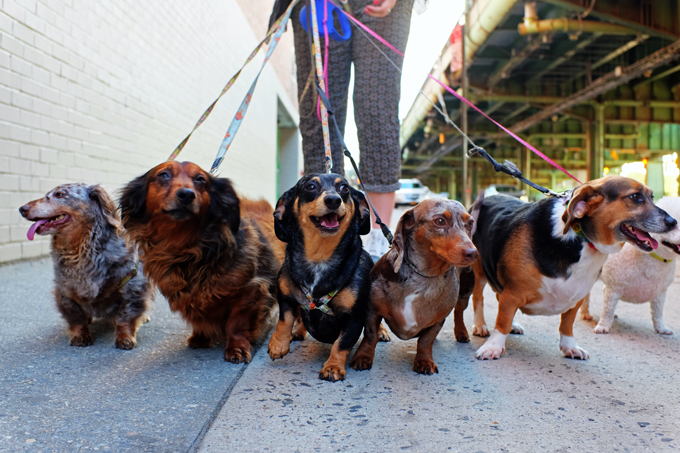 teach-dog-walk-leash.jpg