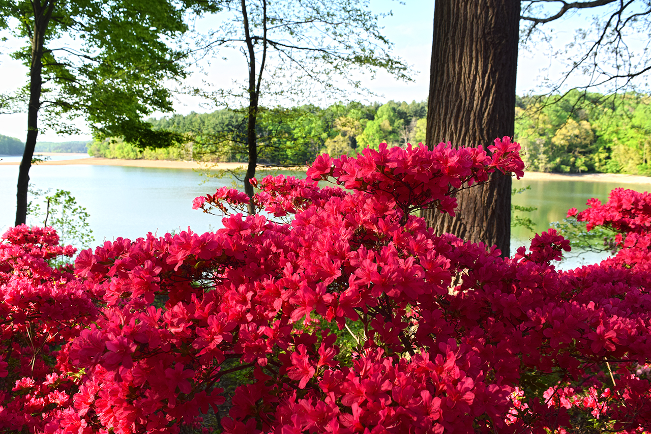 Brighton Dam Azalea Garden Review Grading Gardens