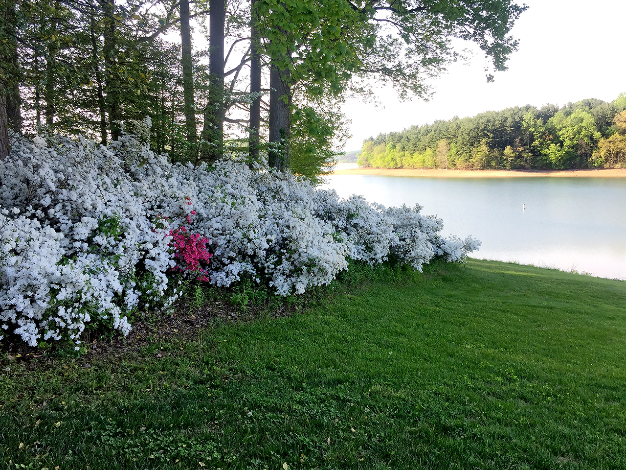 Brighton Dam Azalea Garden Review Grading Gardens