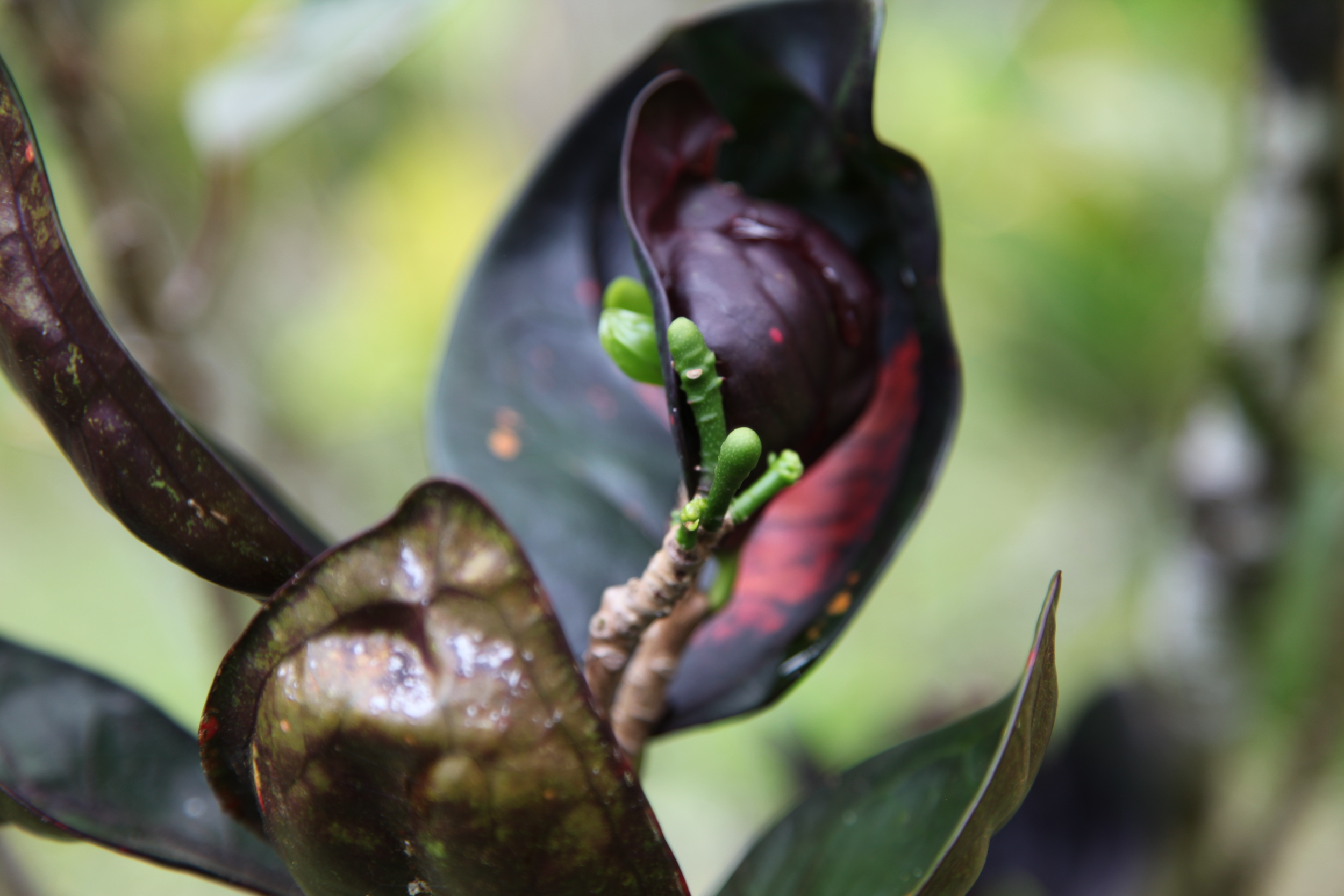 Fiji flower.JPG