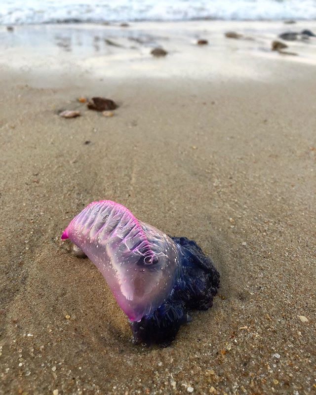 Ideal beach body, complete with stinging abilities. I am #envious and #obsessed.

#jelly #beachbody #perfection #praia #beach #bestfriends