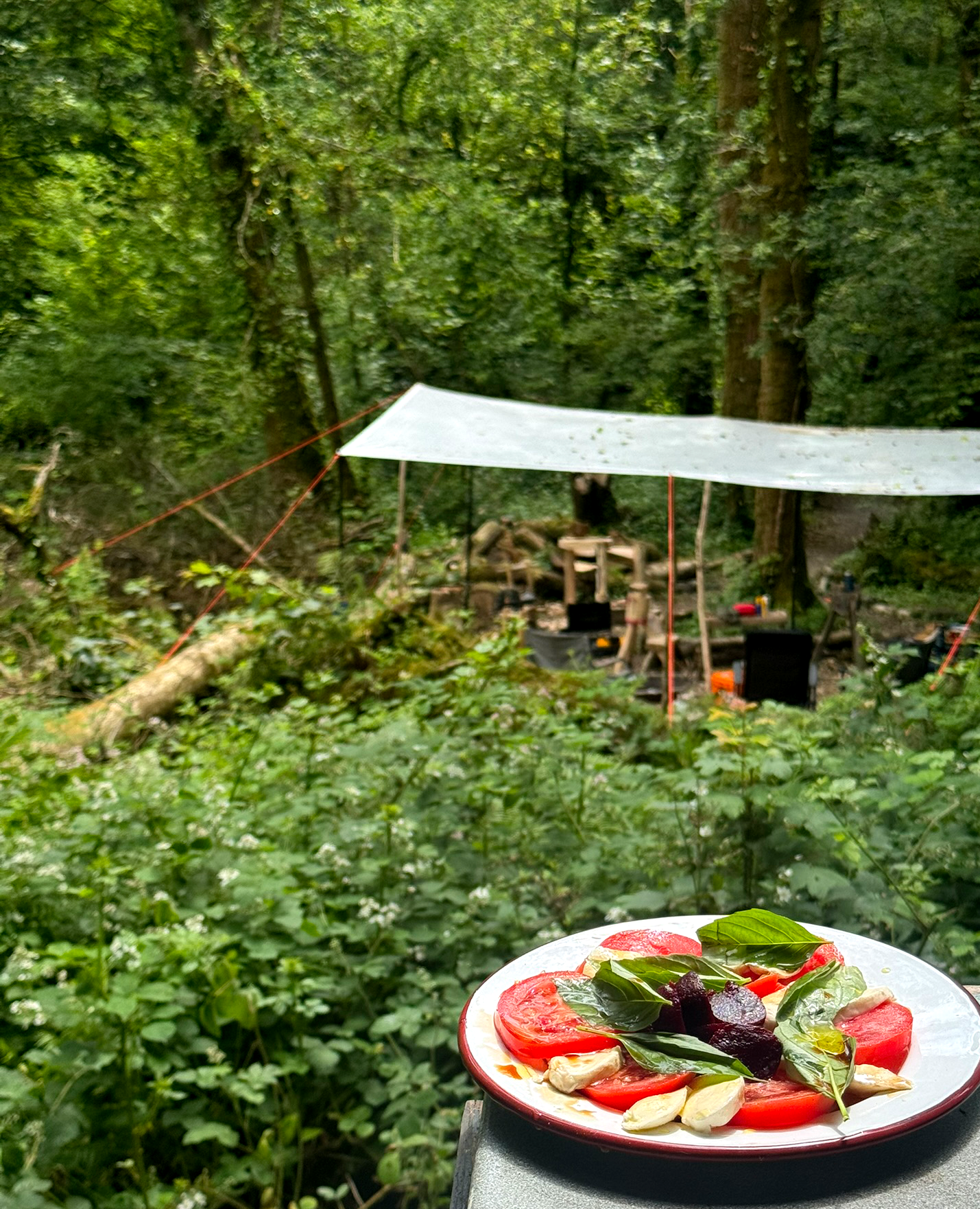 WOODS AND SALAD.png