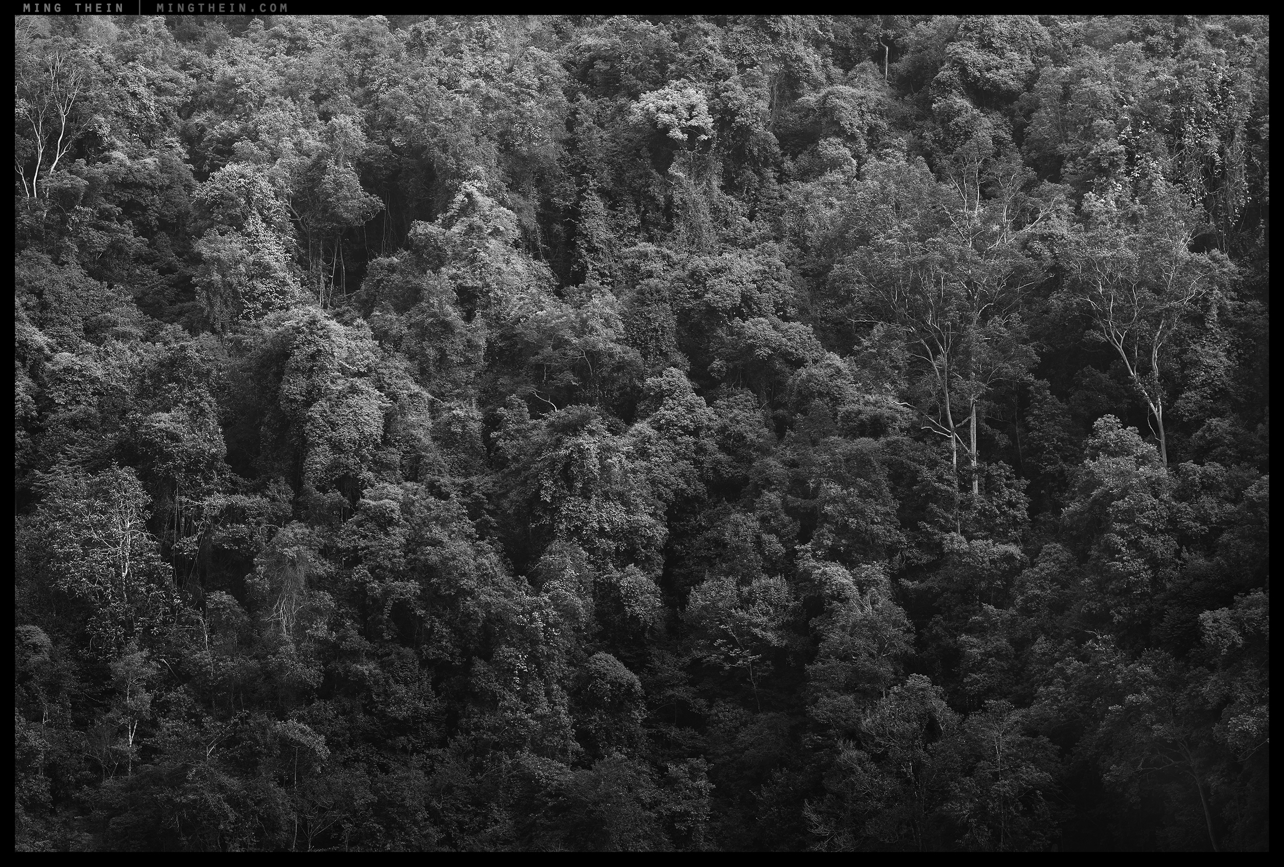 _8A03802 forest II.jpg