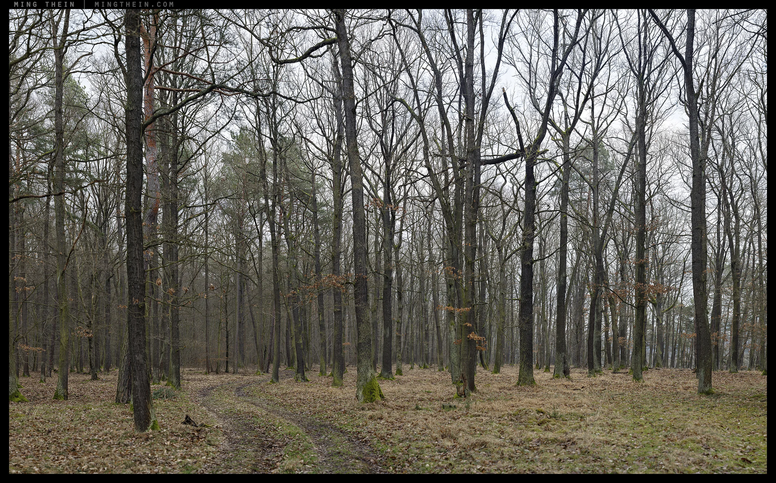 _8B18811__8B18881 15k forest XX.jpg