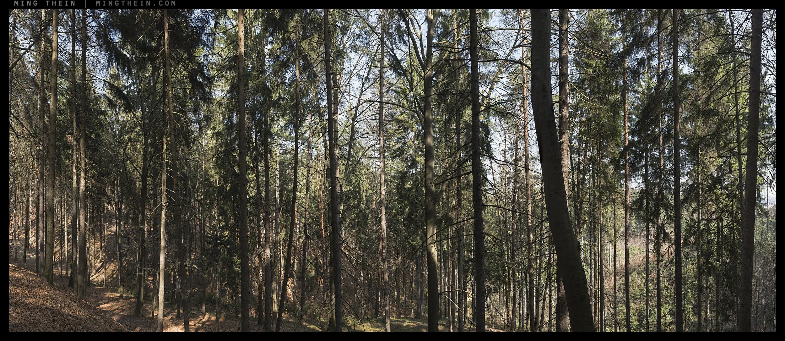 _8B19505__8B19570 15k forest XXIV.jpg