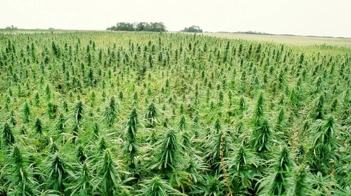 hemp.jpg