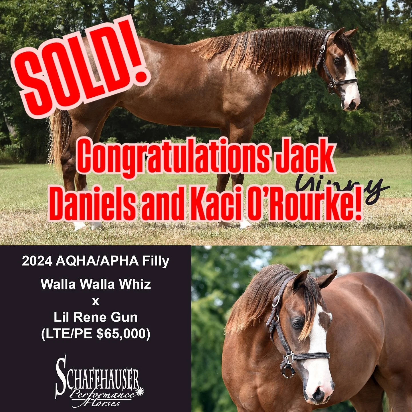 SOLD! Congratulations Jack Daniels and Kaci O&rsquo;Rourke on the purchase of A Lil Extra AKA Ginny. Can&rsquo;t wait to watch her succeed in your program! 

If you&rsquo;re still looking for a nice yearling, we have four more to offer! Text/Call Sam
