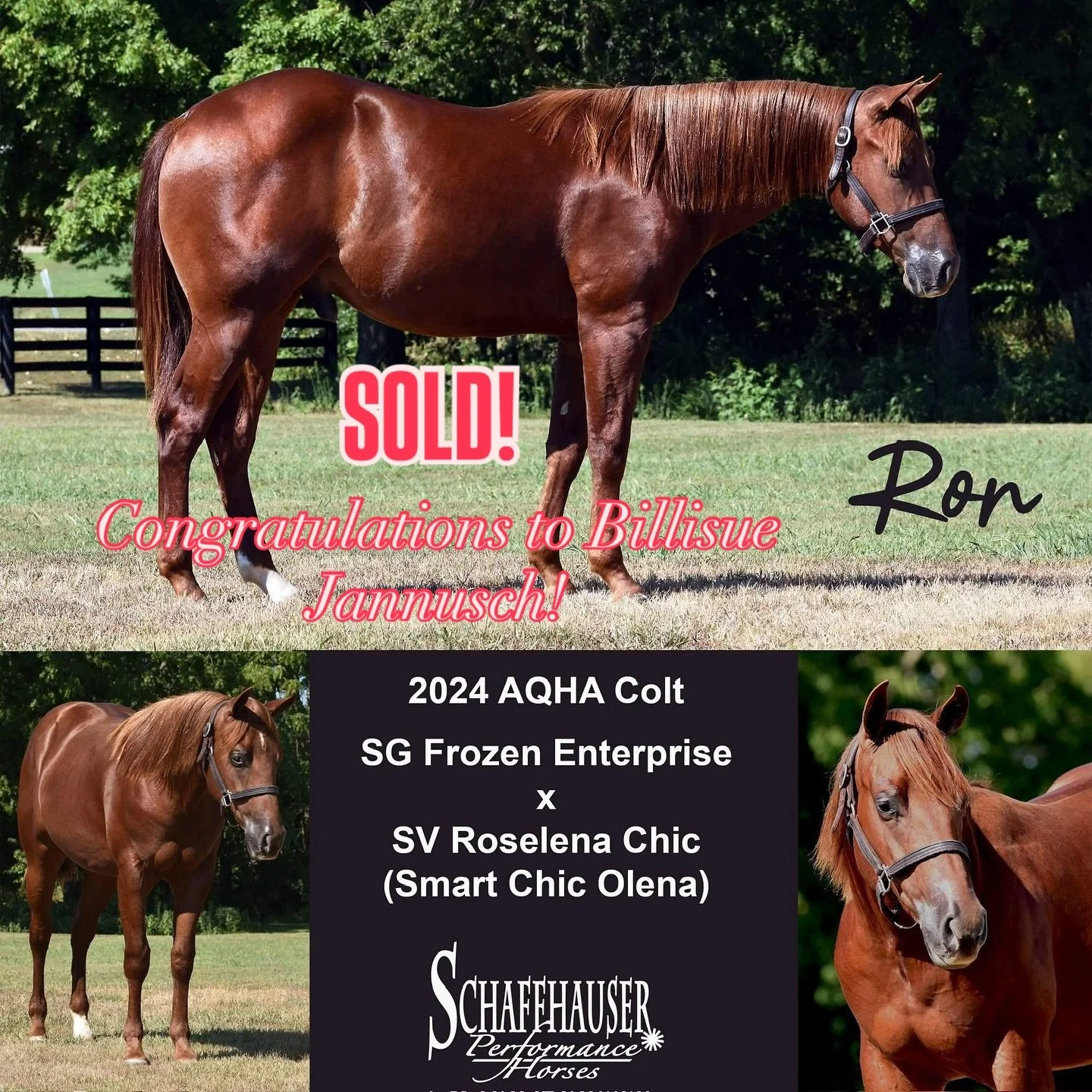 SOLD! Congratulations to Billisue Jannusch on the purchase of Ron! We look forward to seeing his progress over the next few months!