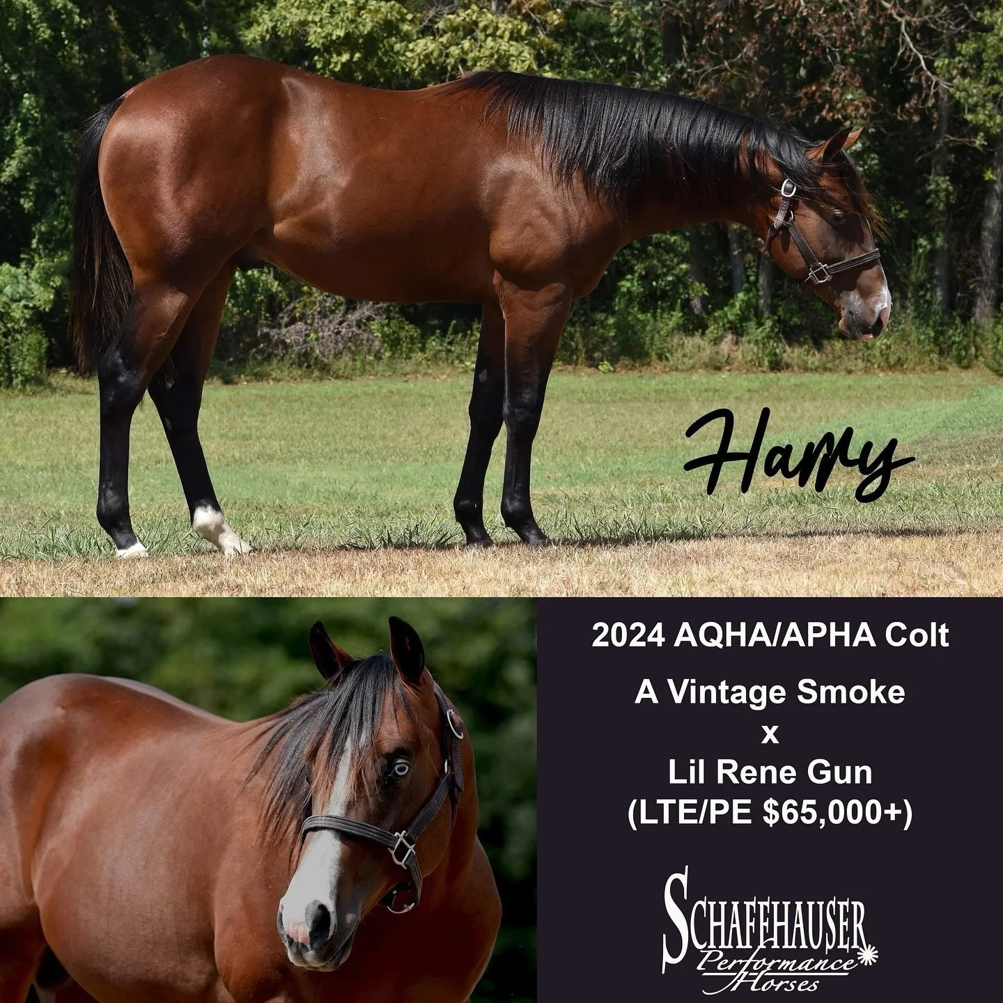 If you didn&rsquo;t find what you were looking for yesterday at the NRHA Futurity sale, we have 3 nice yearling colts back at the ranch with shipping available! 🦄 Reach out for videos. 🎥

PM or call/text Sam (870-270-7789) or Jeanna (870-219-2993) 